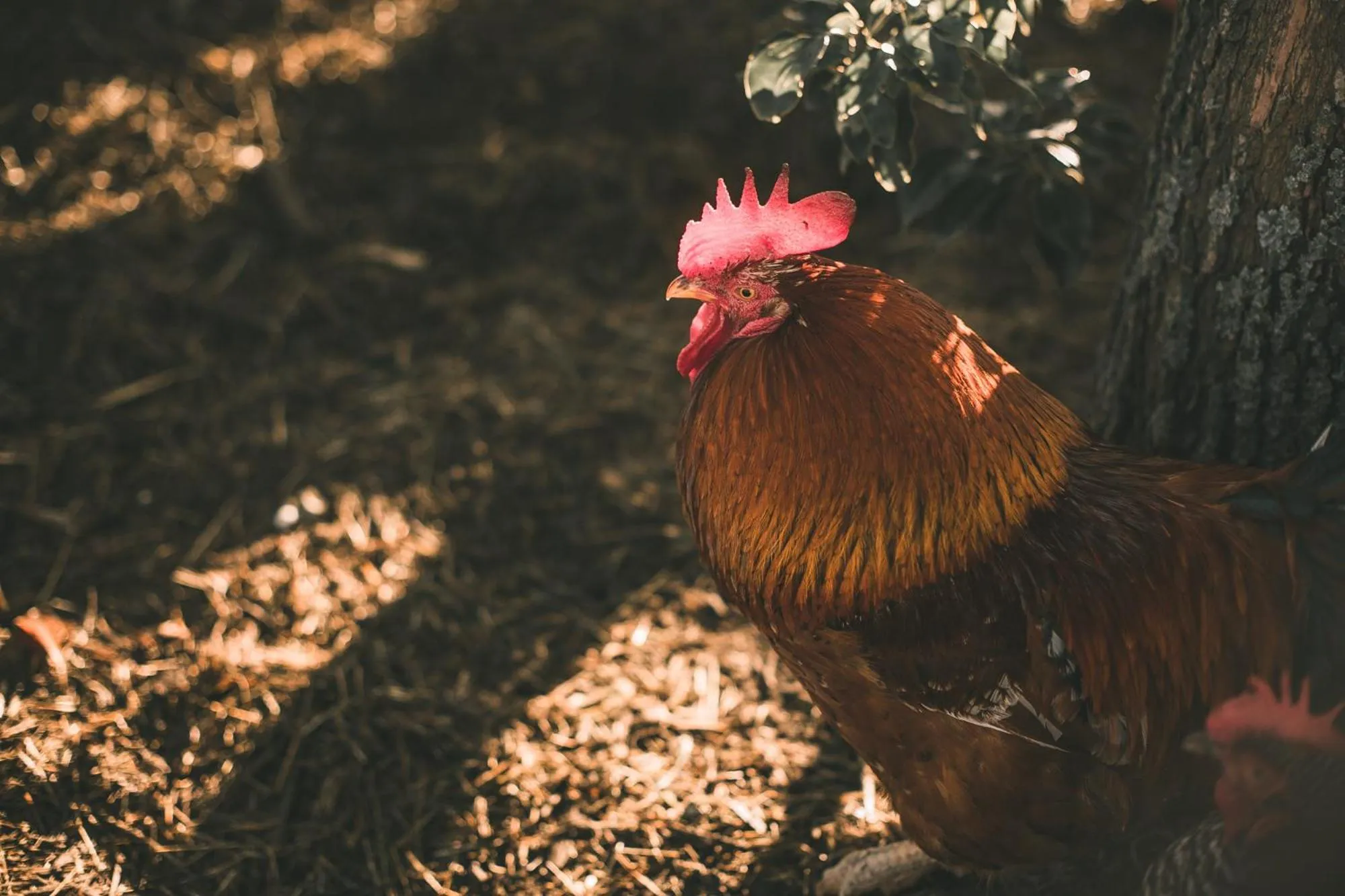 Pets in Bella Manga Country Escape