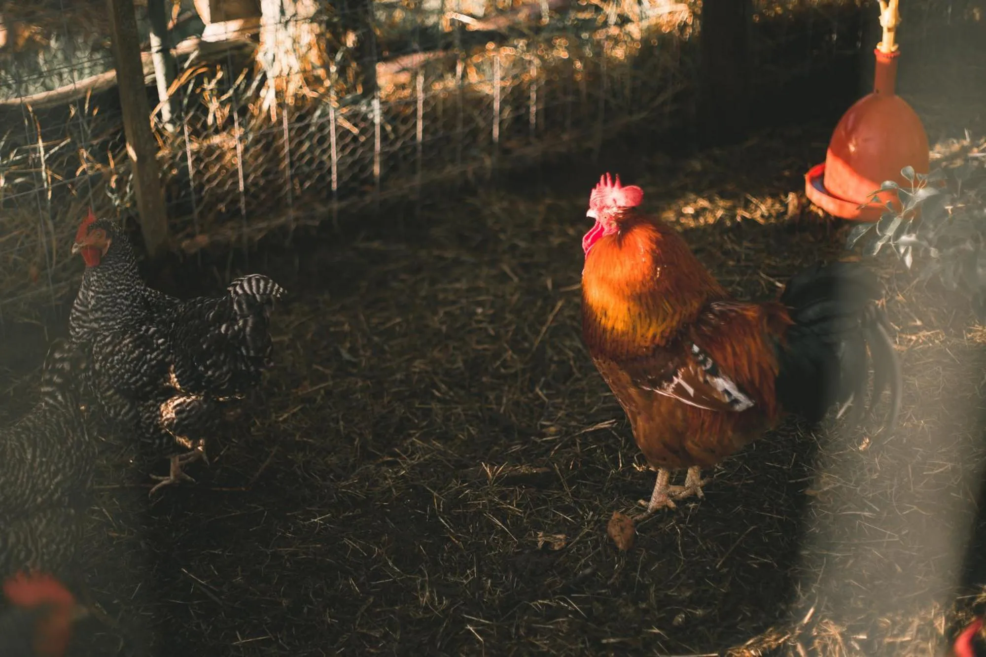 Pets in Bella Manga Country Escape