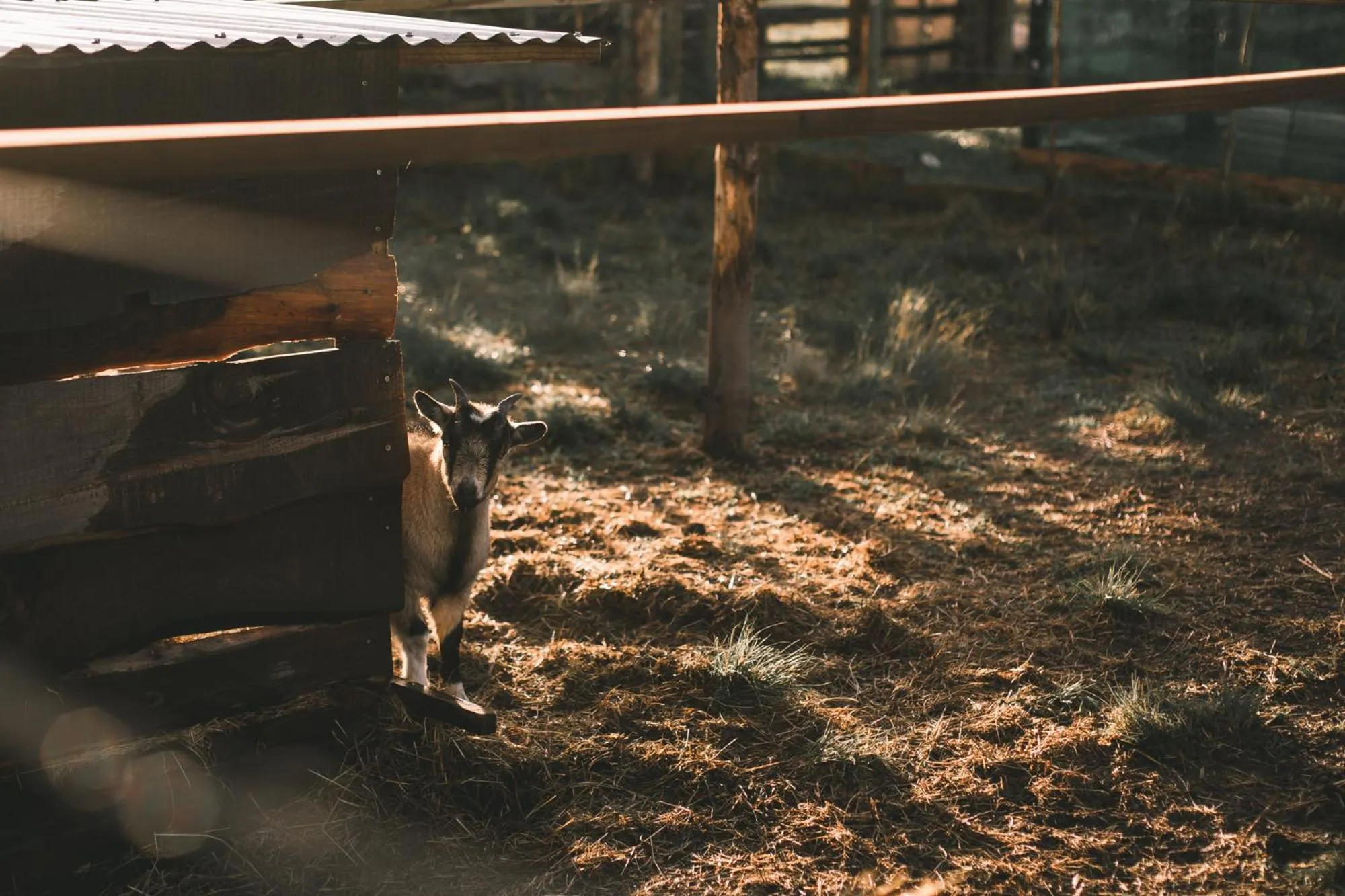 Pets in Bella Manga Country Escape