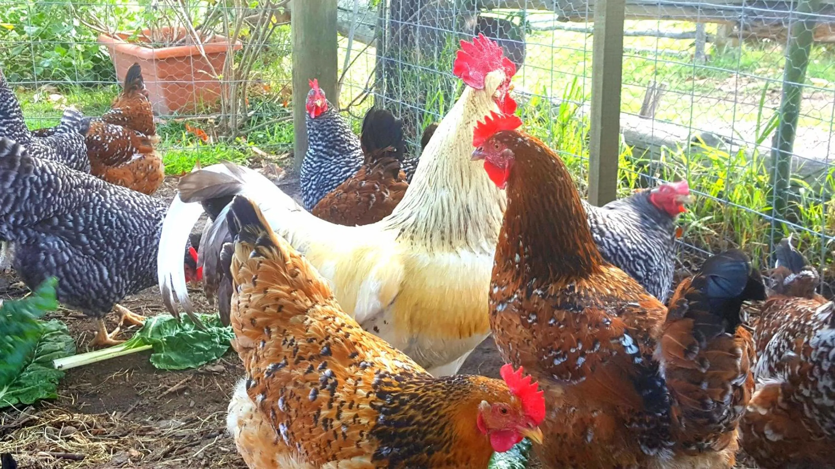 Pets in Bella Manga Country Escape