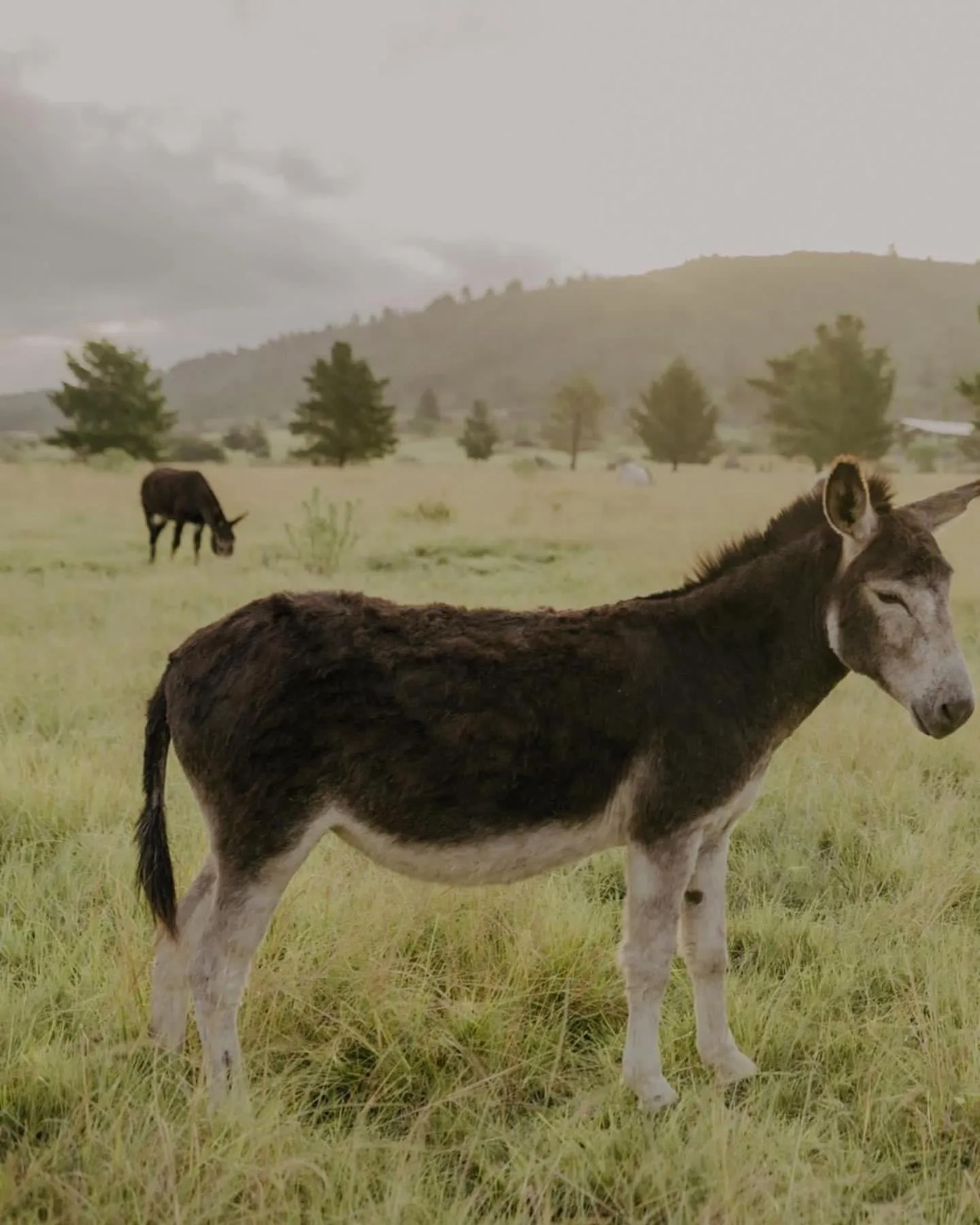 Animals in Bella Manga Country Escape