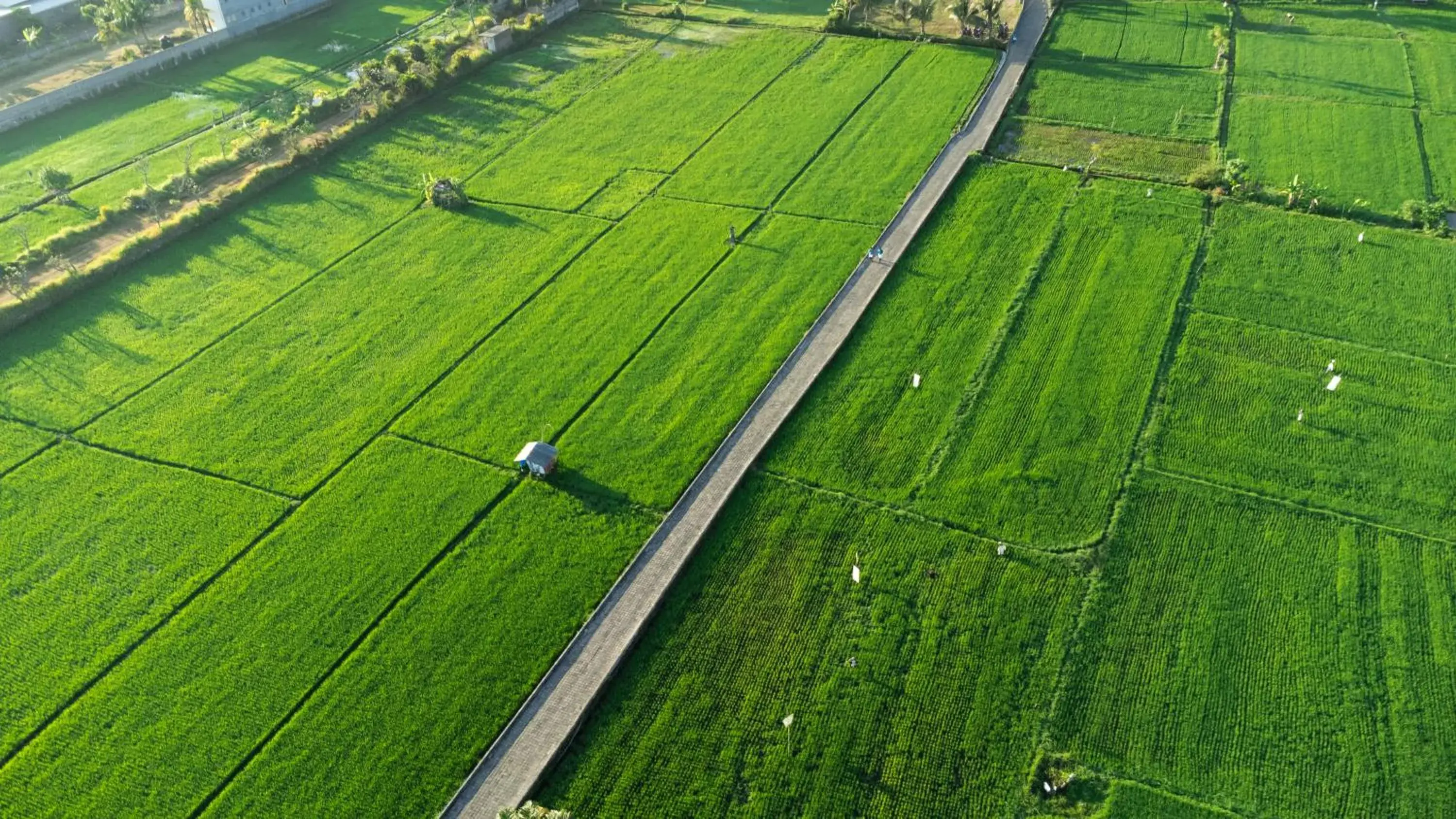 View (from property/room) in Lovina Beach Club & Resort View (from property/room) in Lovina Beach Club & Resort