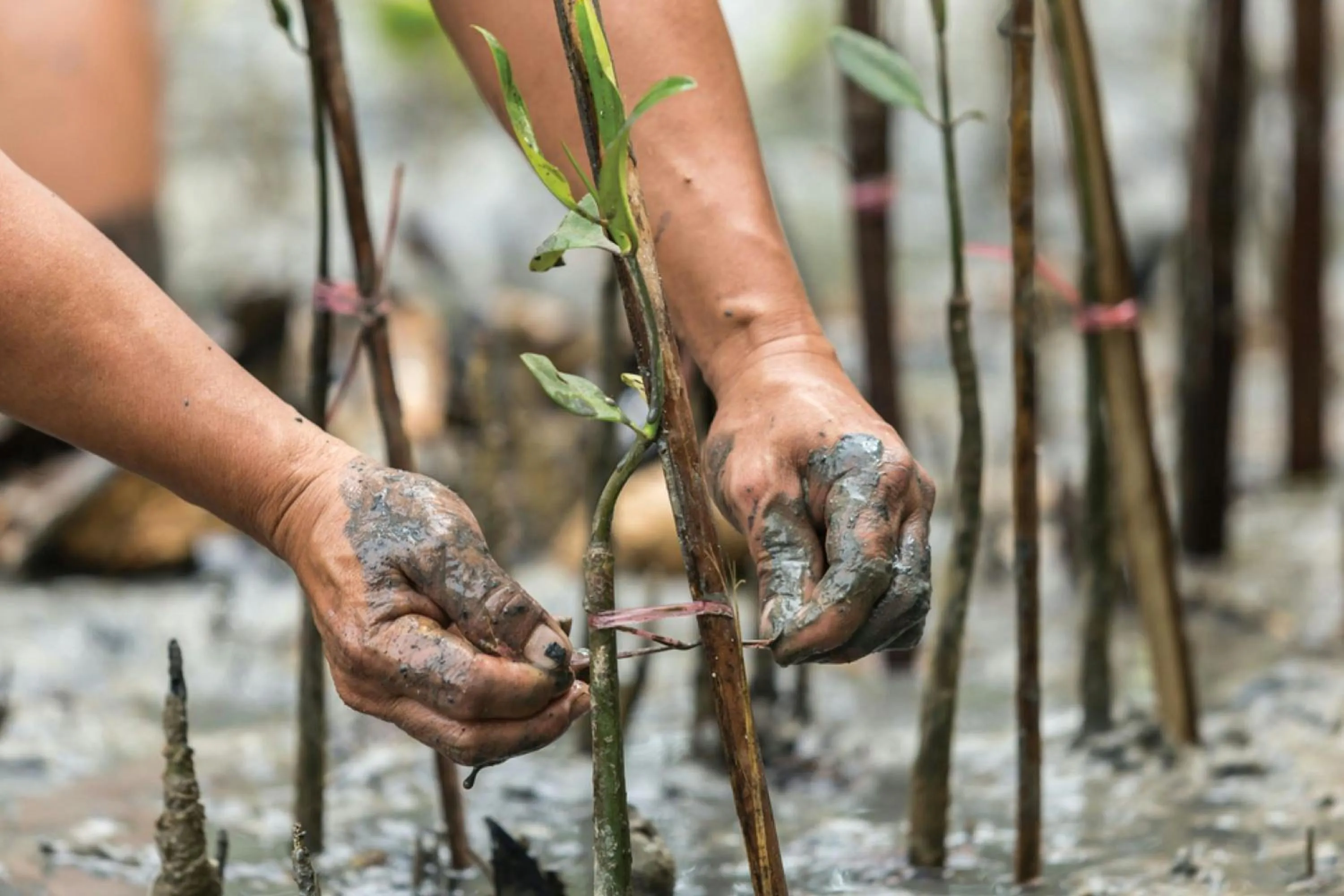 Other in The St. Regis Langkawi