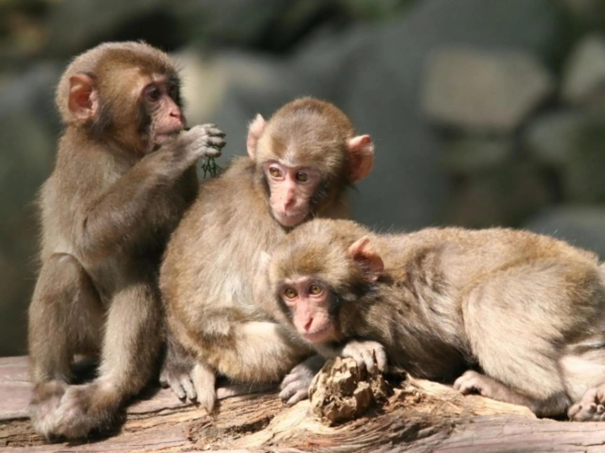 Entertainment in Kannawaso