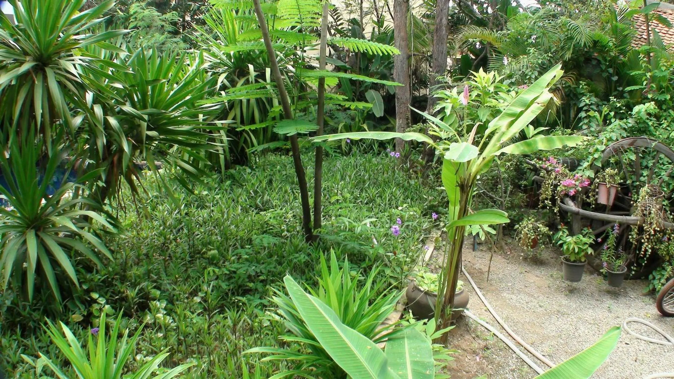 Garden in Enkosa 4-Bedroom Wooden Luxury House