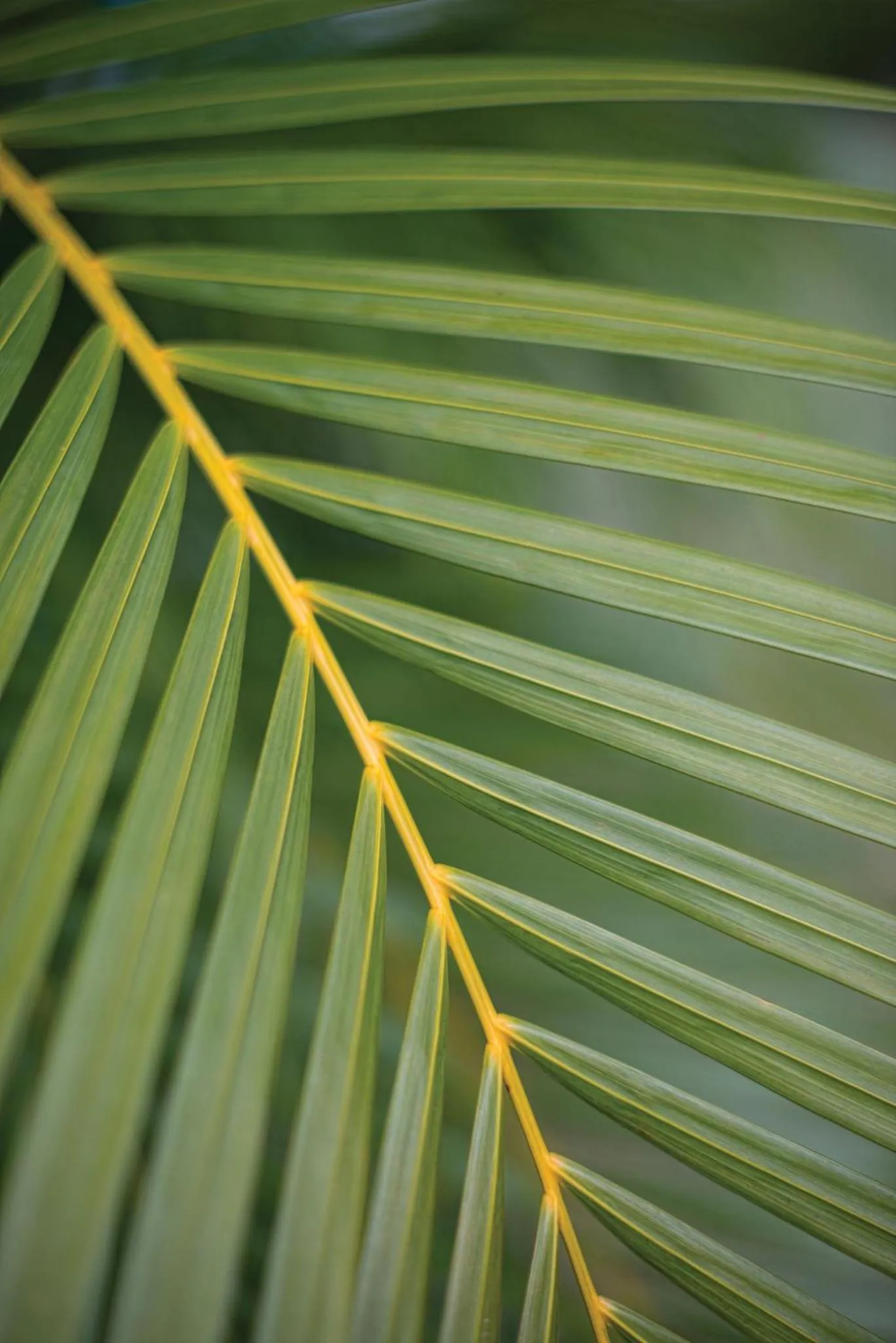 Other in Limetree Beach Resort by Club Wyndham