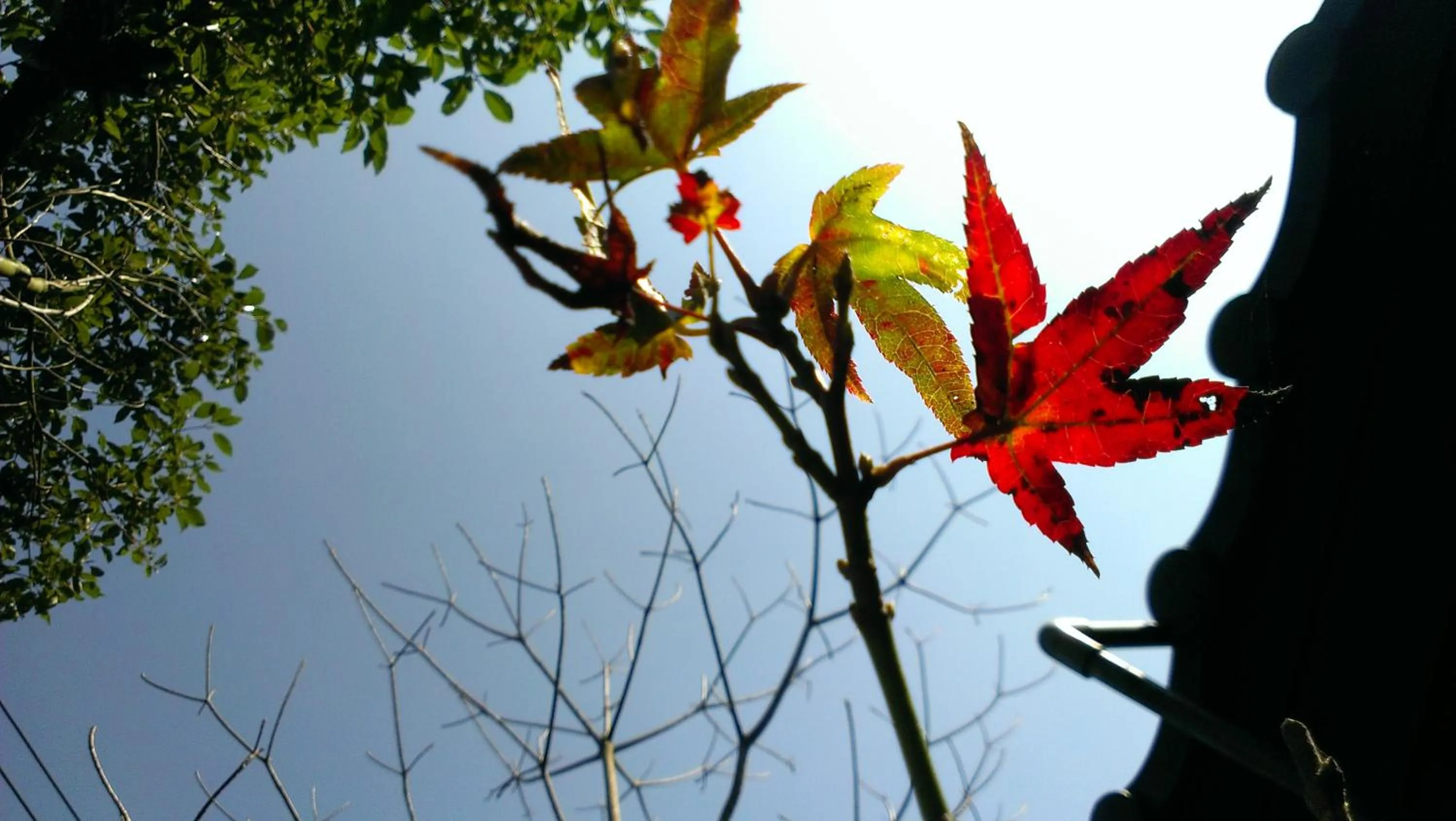 Autumn in Red Brick Villas