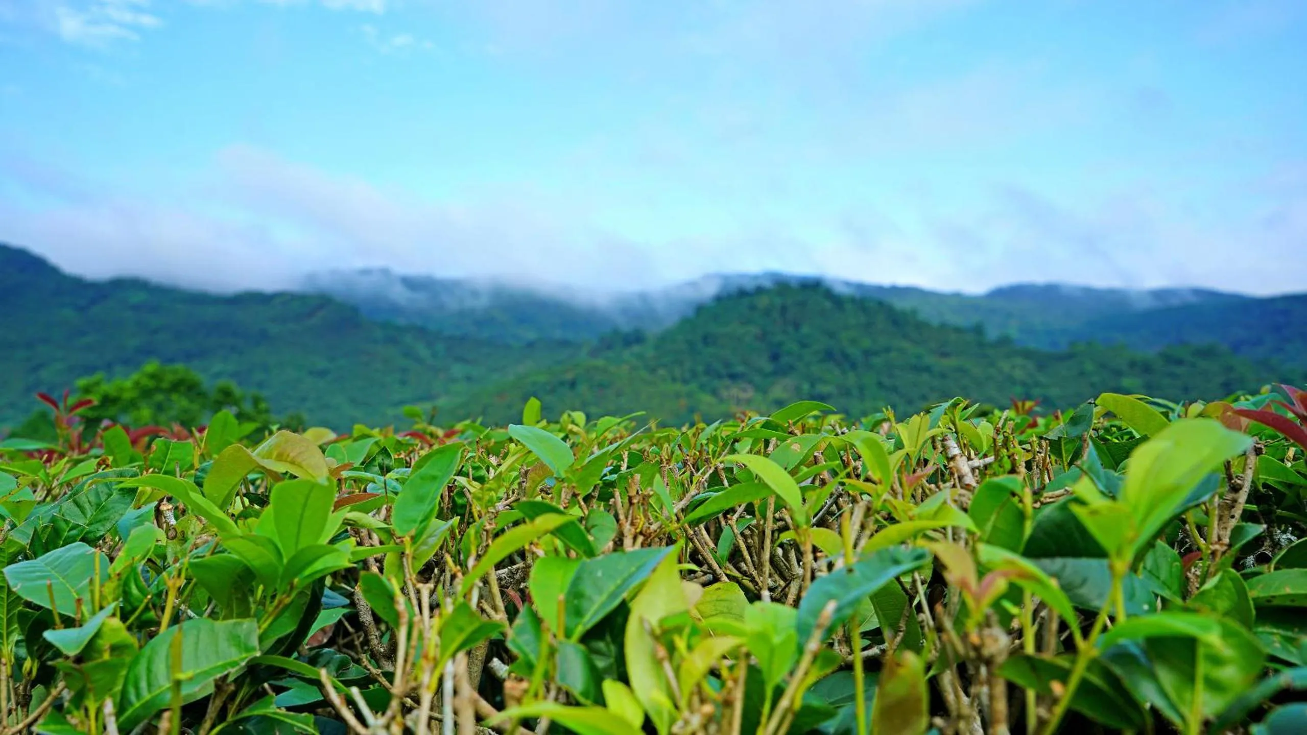 Mountain view in Red Brick Villas