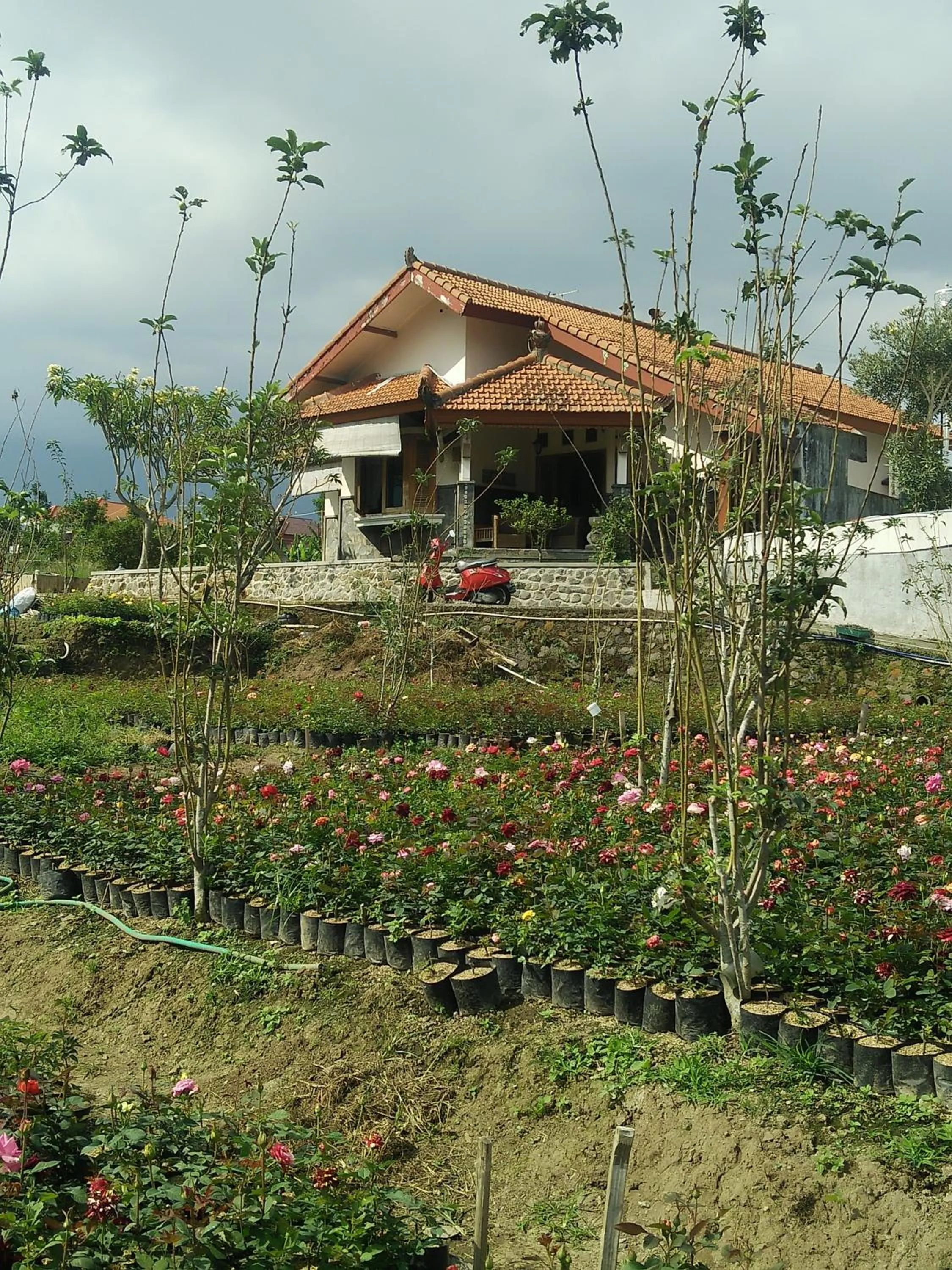 Garden in Shanty's House