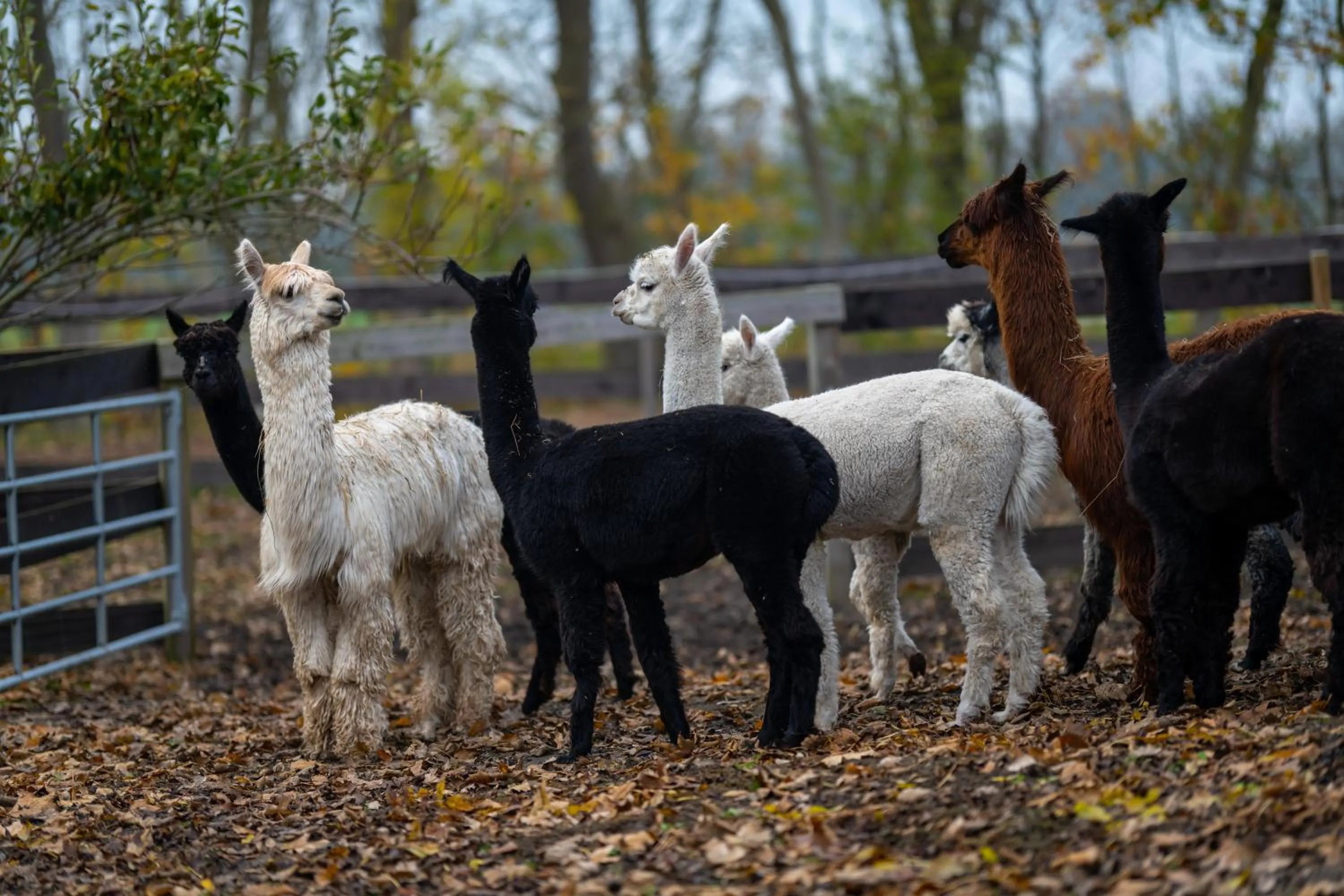 Animals in Alpaka - & Ferienhof Neukämper