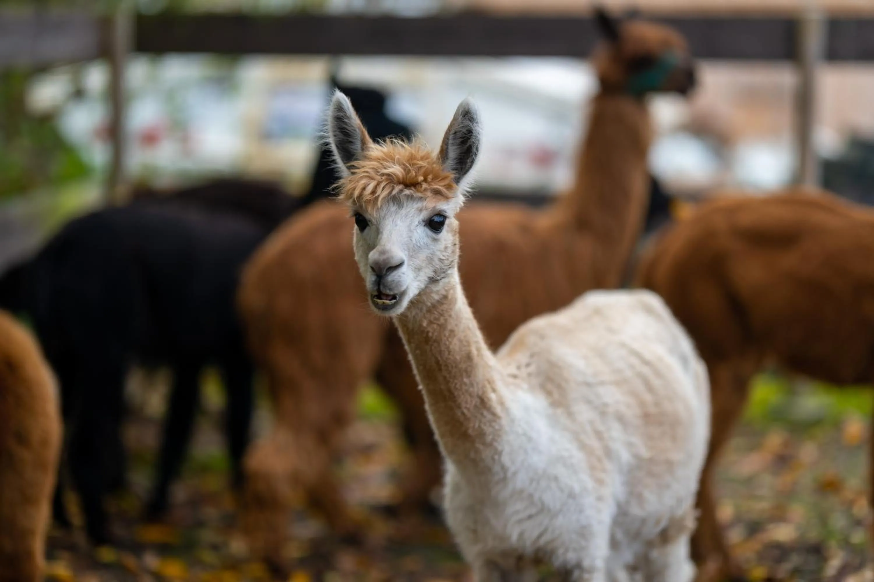 Animals in Alpaka - & Ferienhof Neukämper