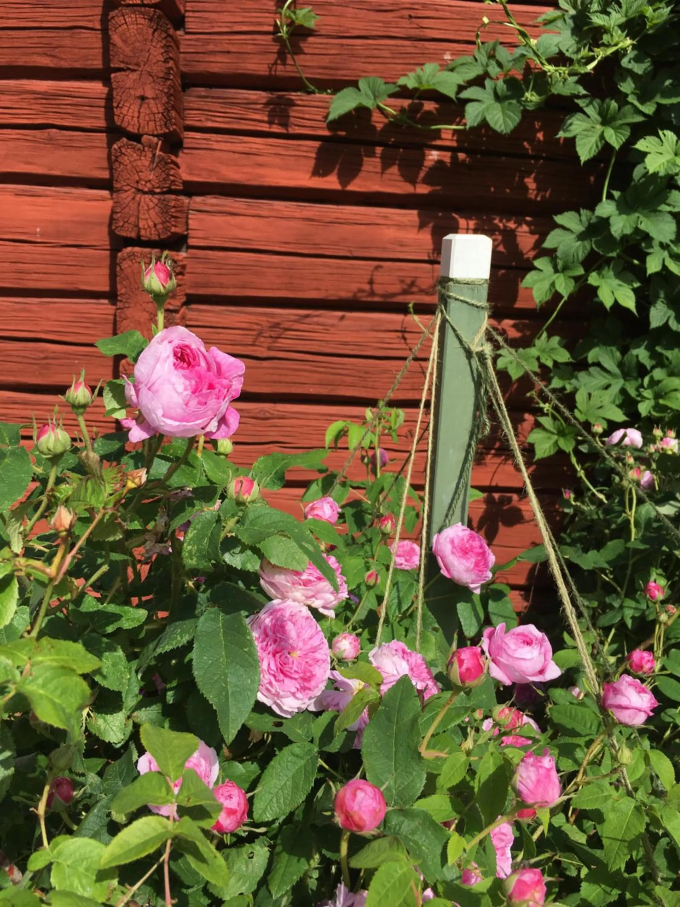 Garden in Hälsingegården Erik-Anders