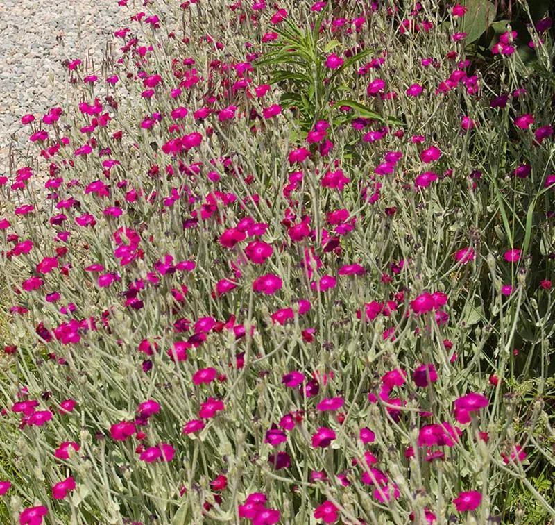 B&B Cascina Baraggione