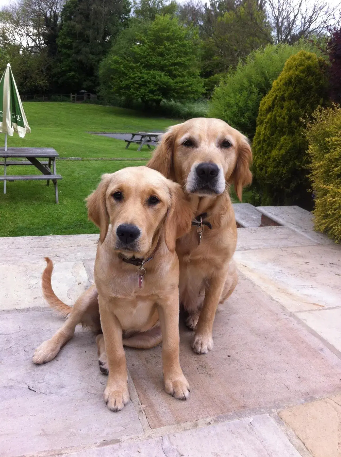 Pets in Old Oak Tree Pets in Old Oak Tree