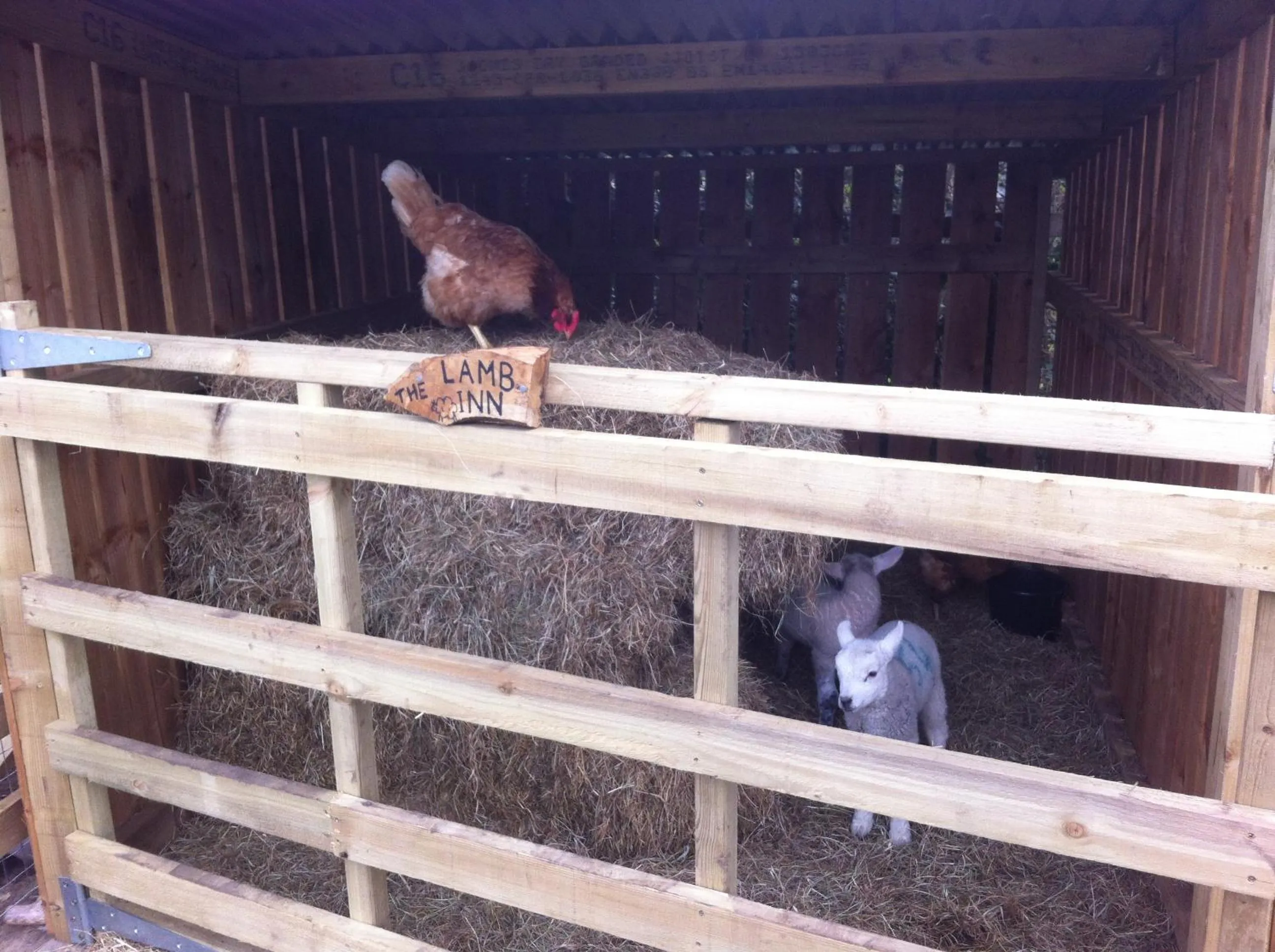 Animals in Old Oak Tree