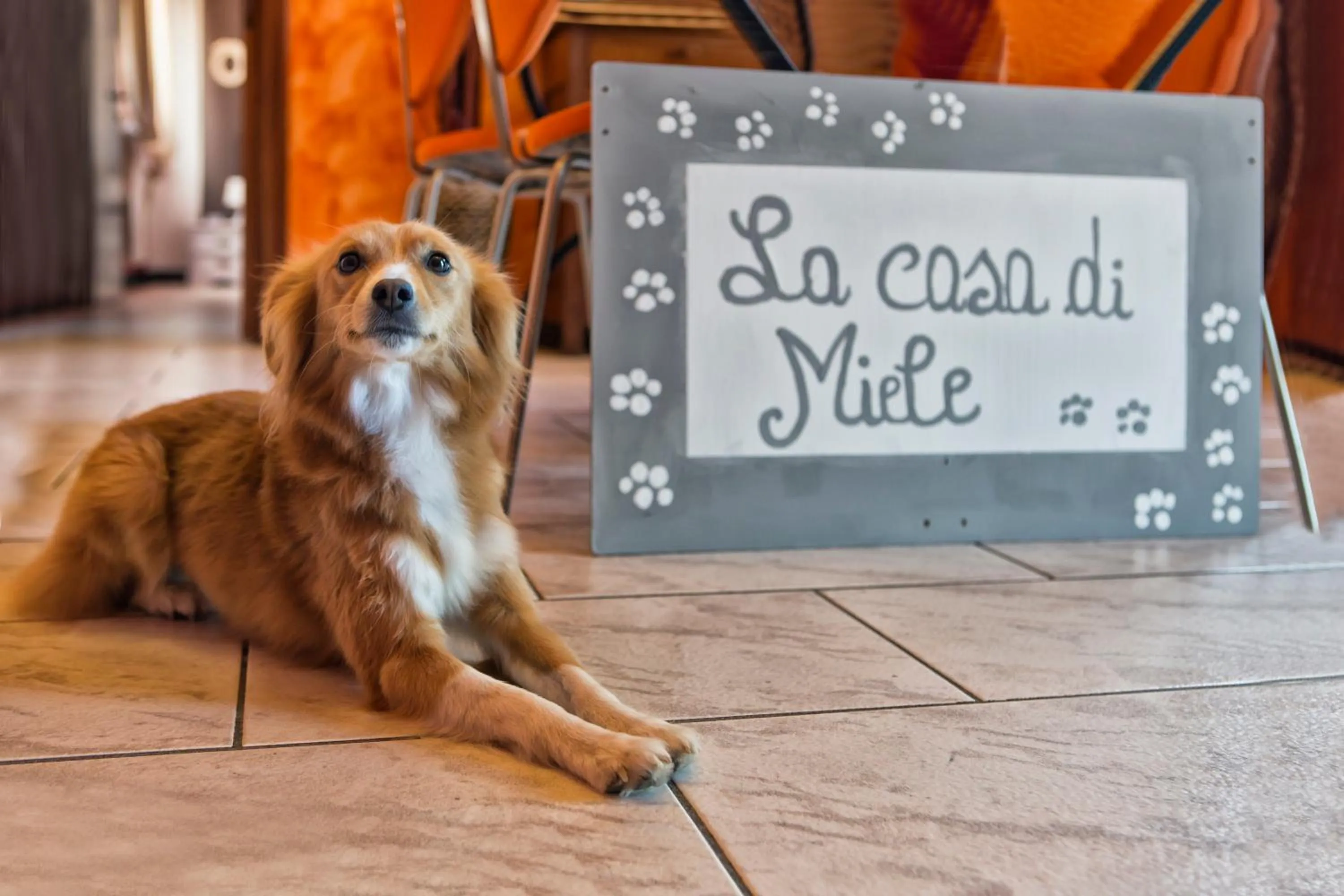 Pets in La Casa Di Miele