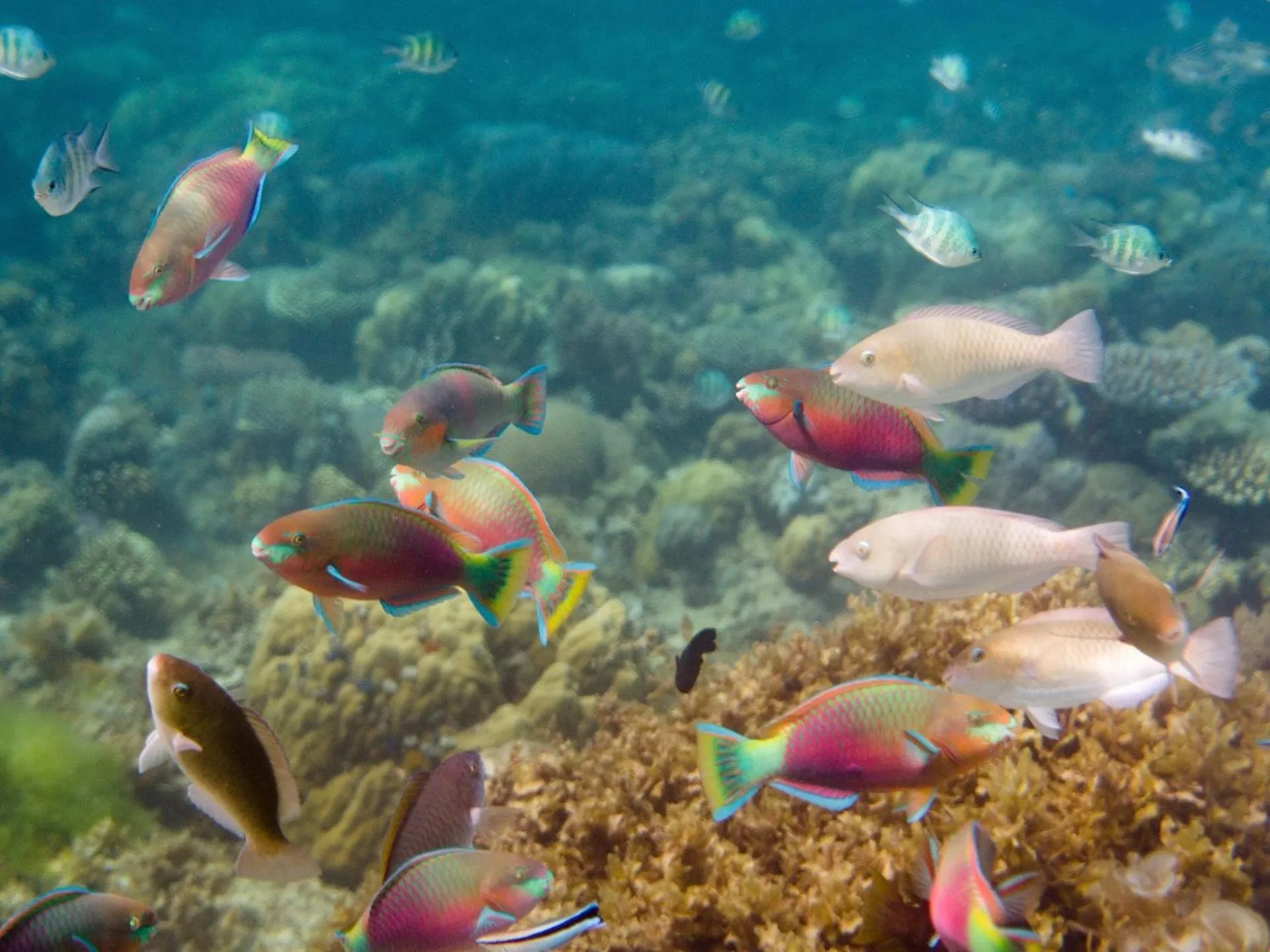 Snorkeling in NoaNoa Private Island