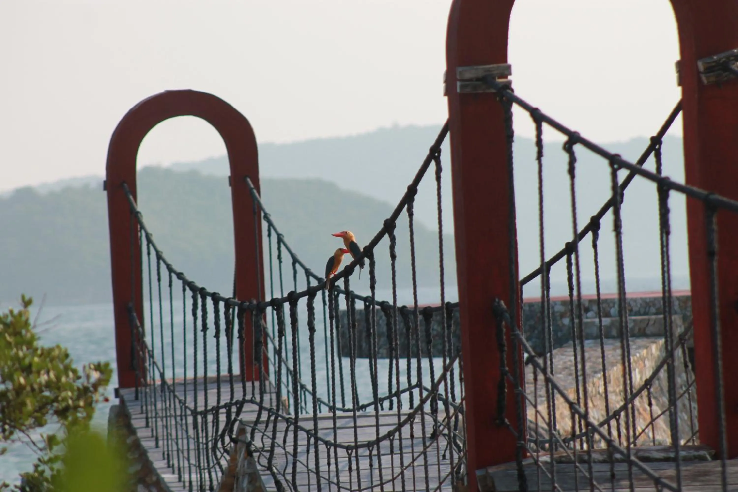 Animals in NoaNoa Private Island