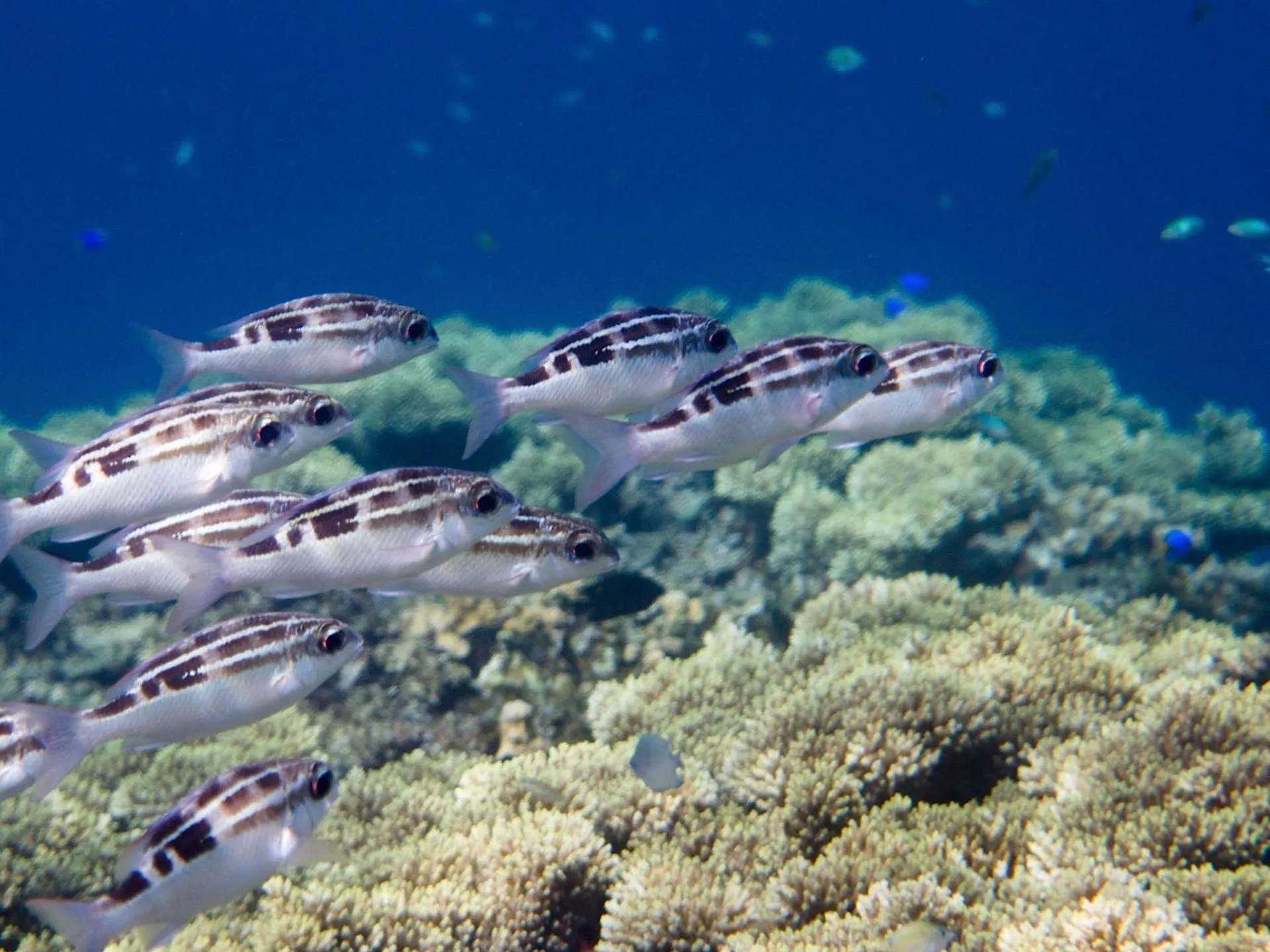 Snorkeling in NoaNoa Private Island
