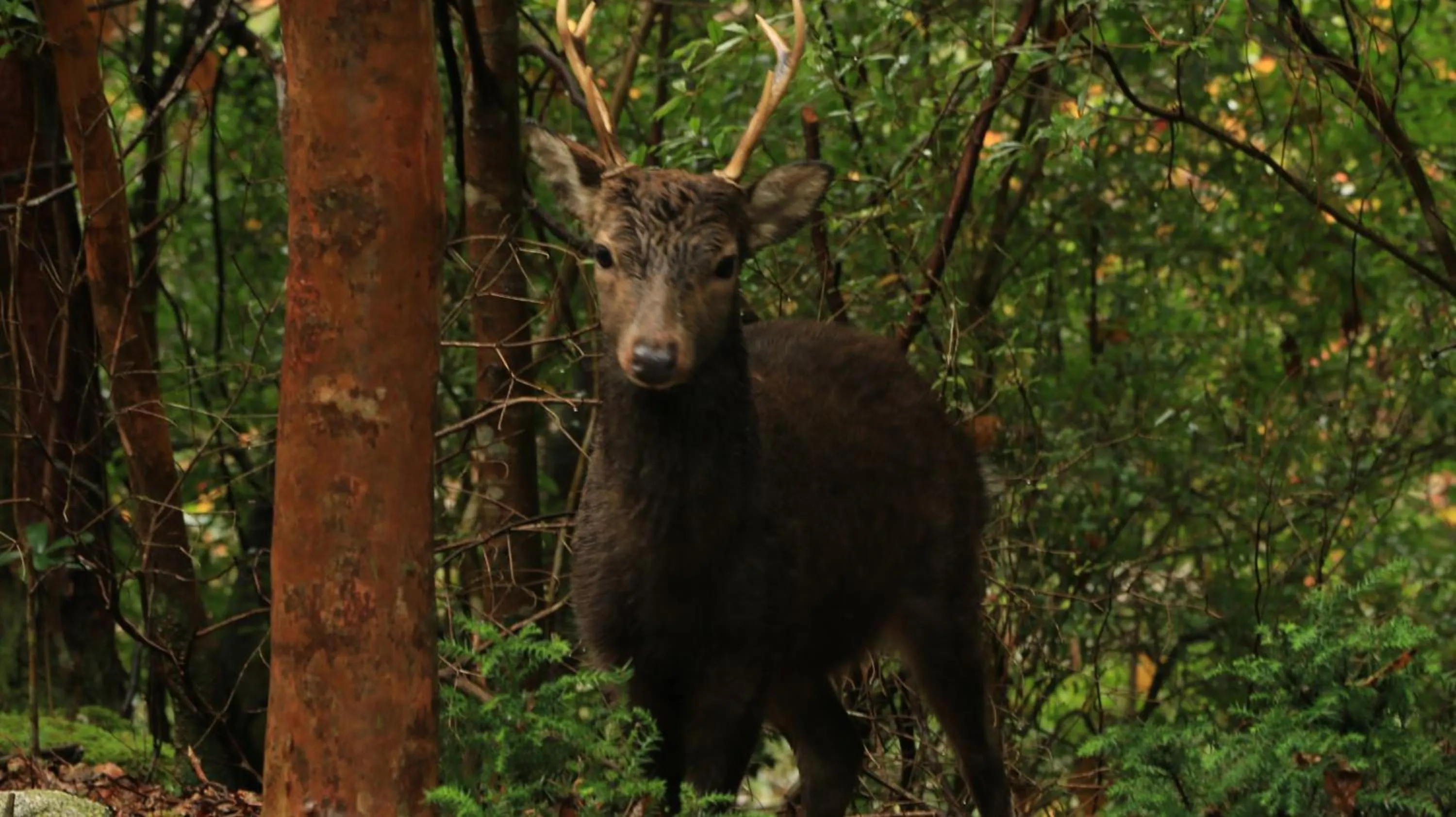 Natural landscape in Miyanouraso