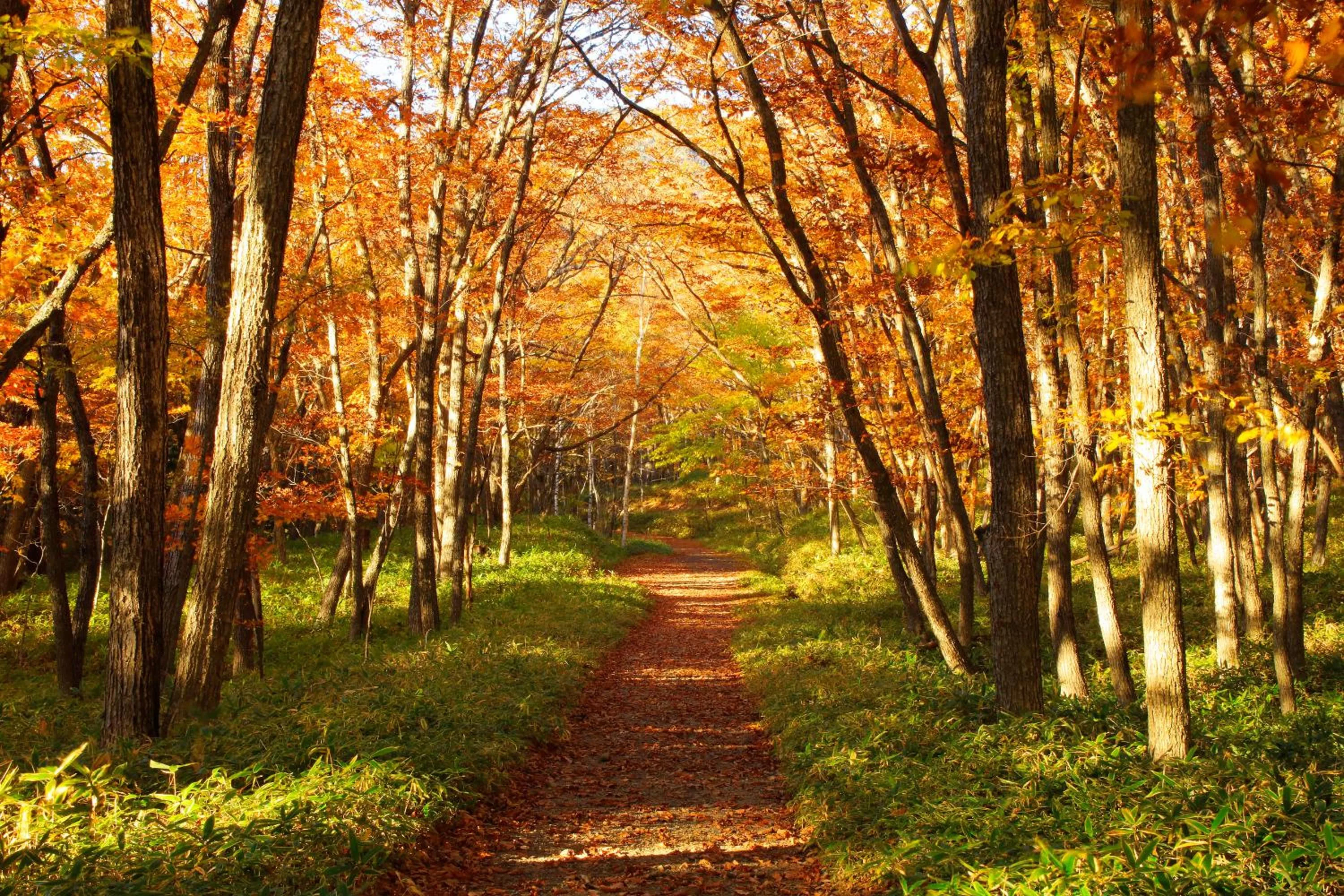 Autumn in Nikko Astraea Hotel