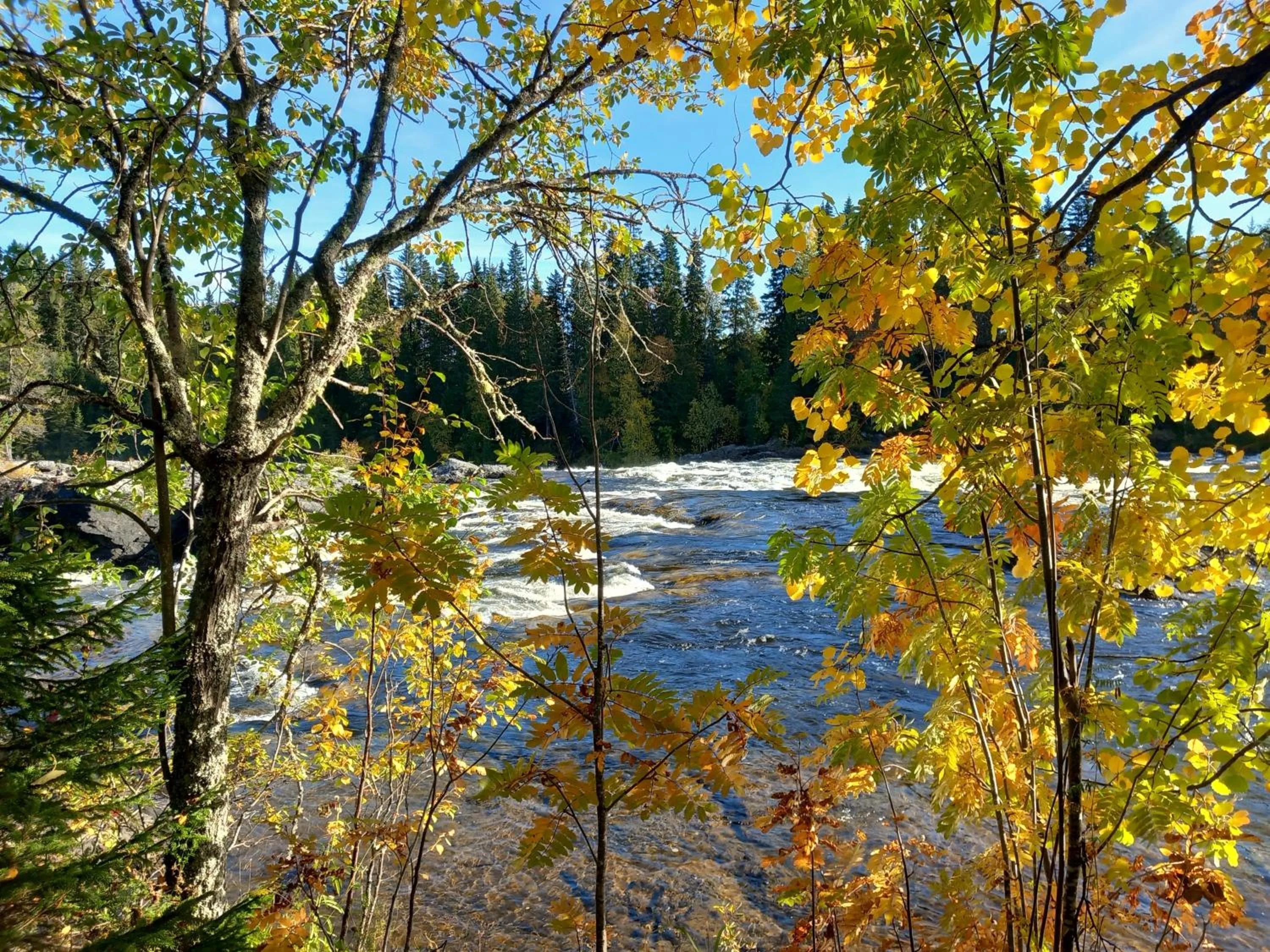 View (from property/room) in Ristafallets Camping