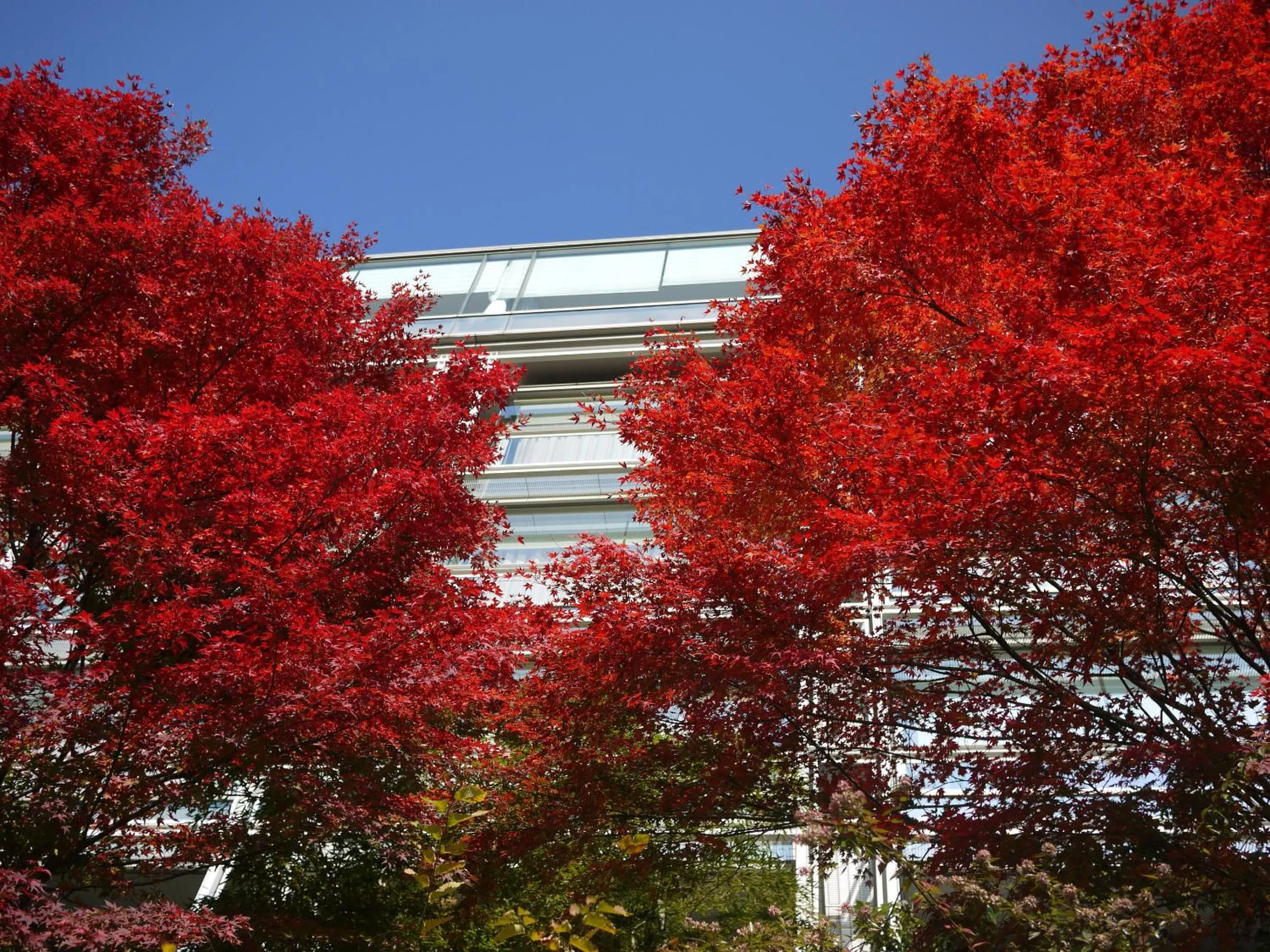 Facade/entrance in Kikusuitei