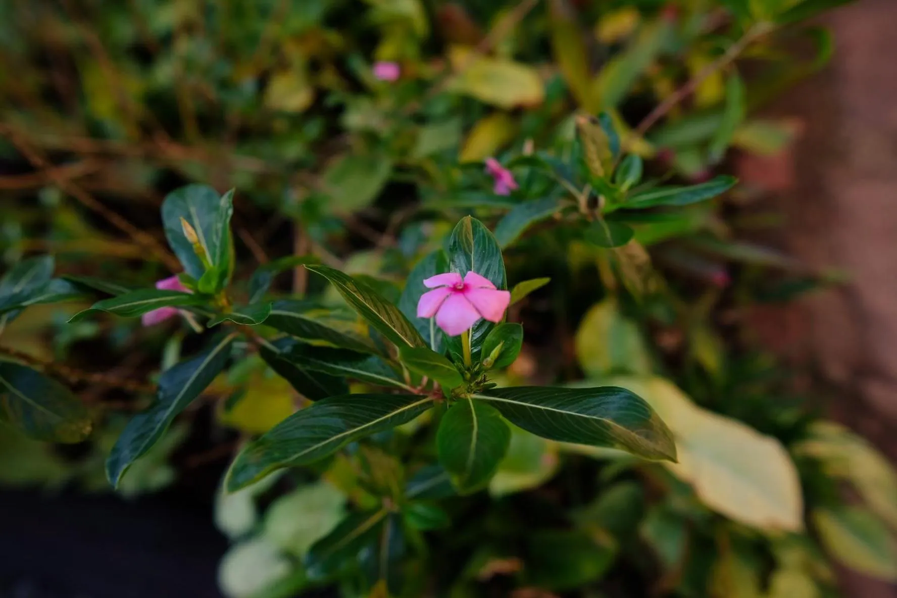 Garden in Ingwenya Lodge