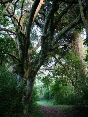 Natural landscape in Ingwenya Lodge