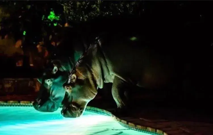 Swimming pool in Ingwenya Lodge Swimming pool in Ingwenya Lodge