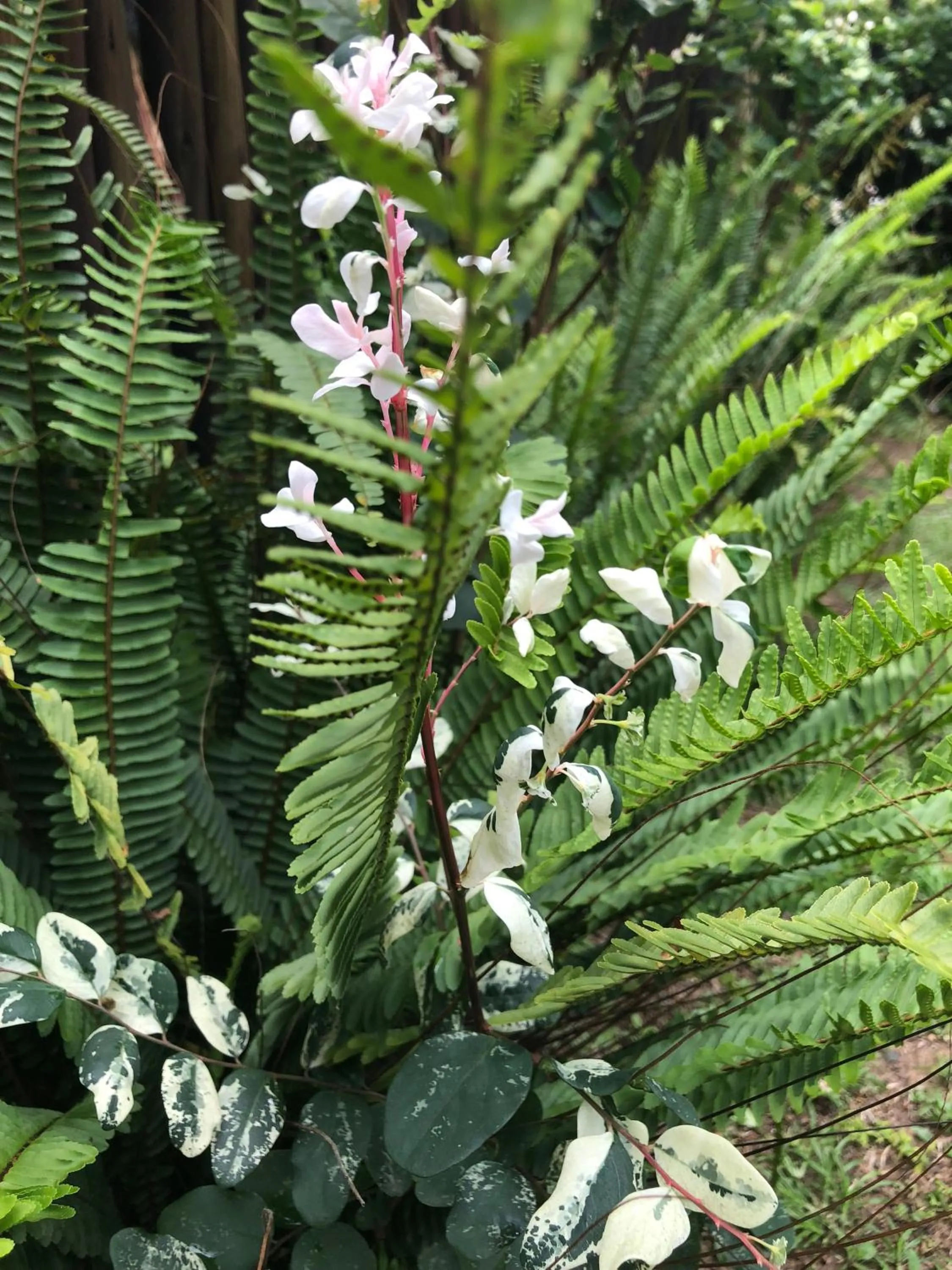 Spring in Ingwenya Lodge