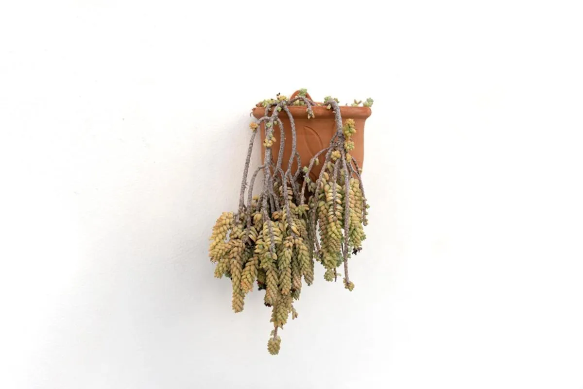 Casa emblemática Buenavista del Norte