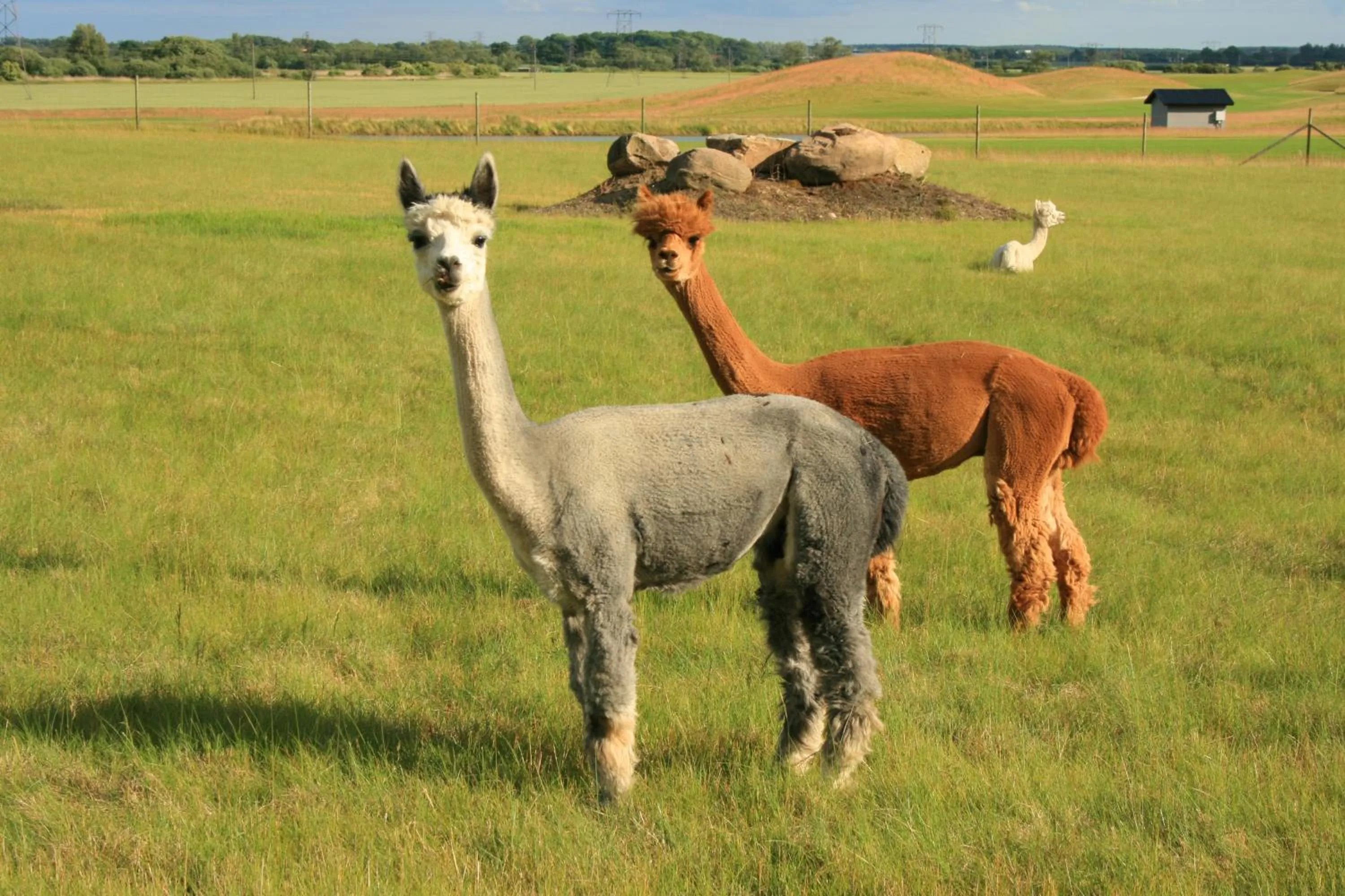 Animals in Araslöv Golf & Resort