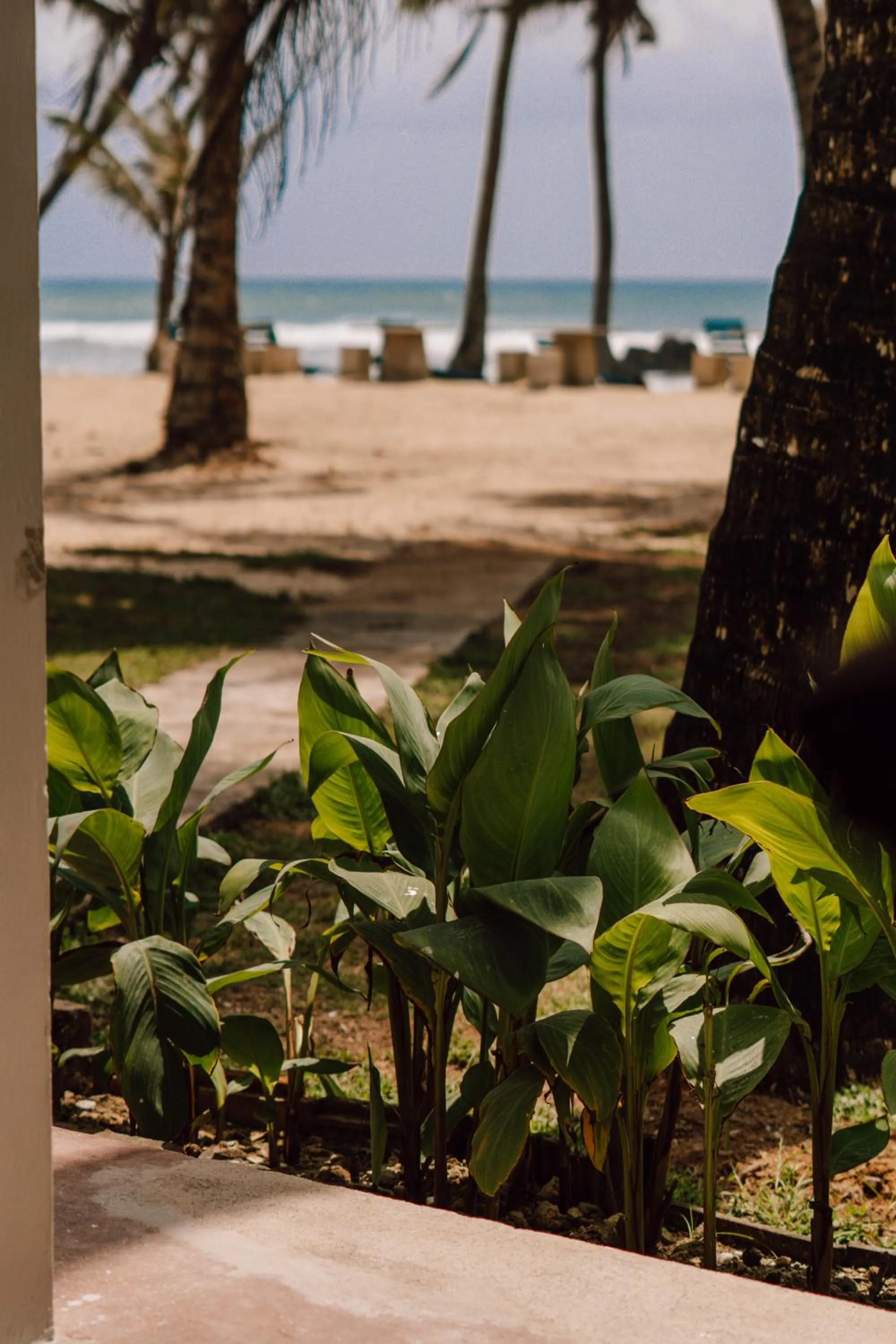 Garden view in Surfescape Sri Lanka