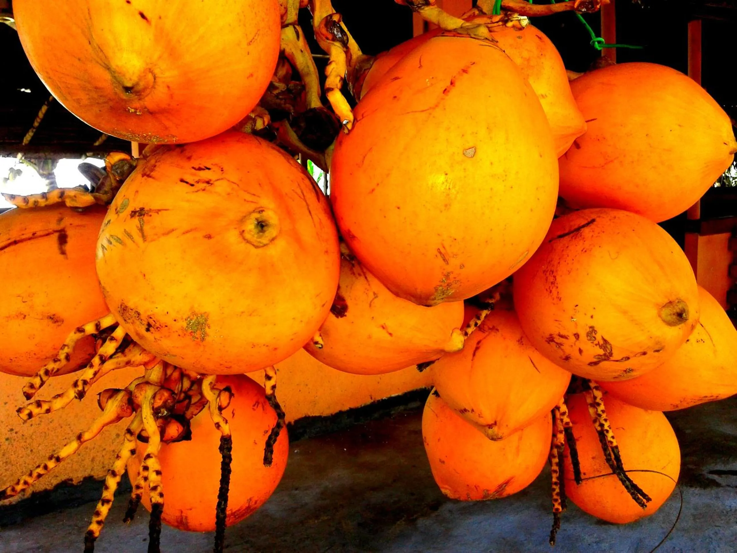 Other in Surfescape Sri Lanka