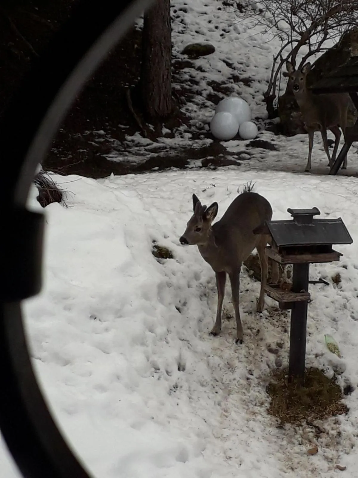 Animals in Frühstückspension Gasthof Gesslbauer
