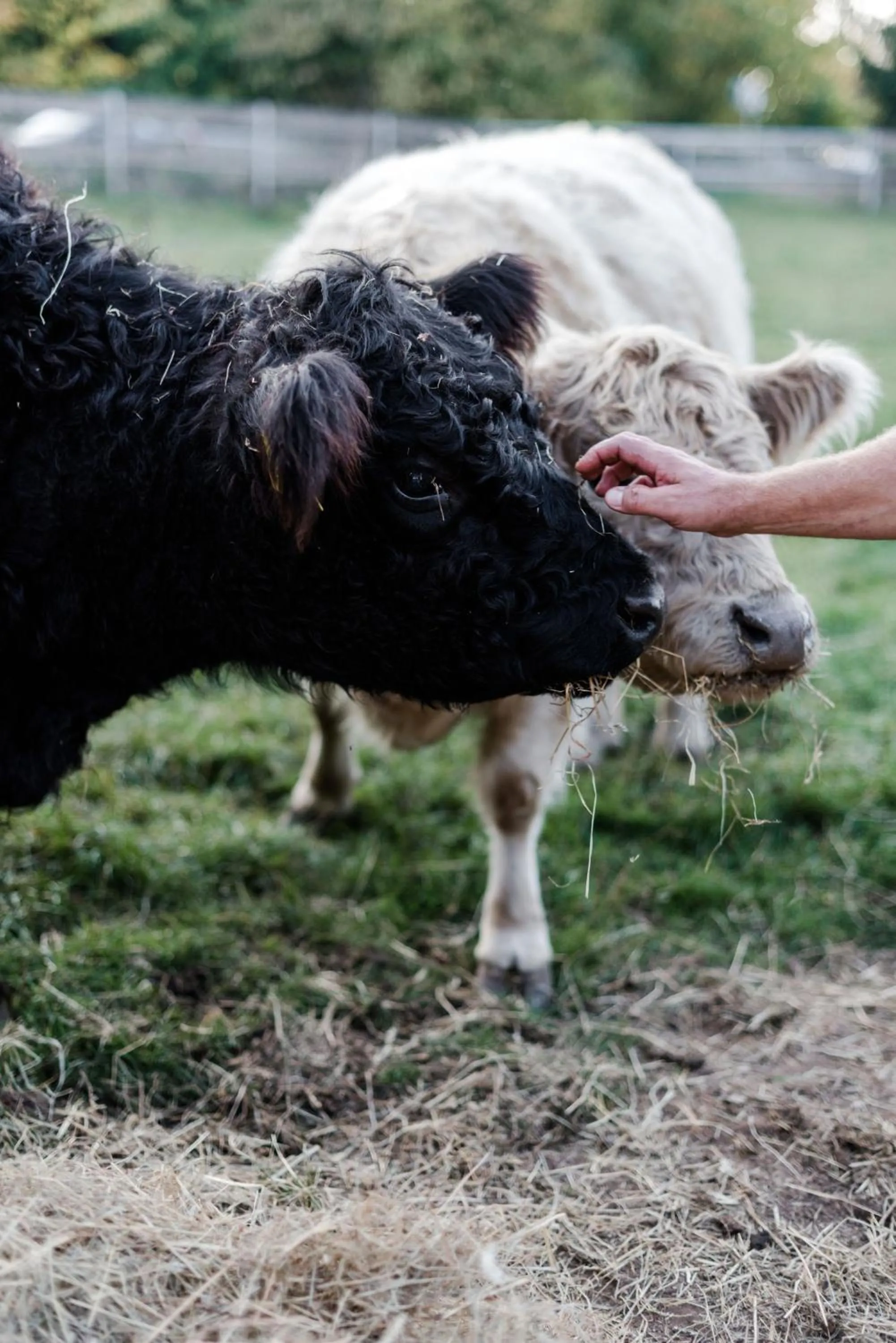 Pets in Sommers "Schöne Aussicht", Adults only