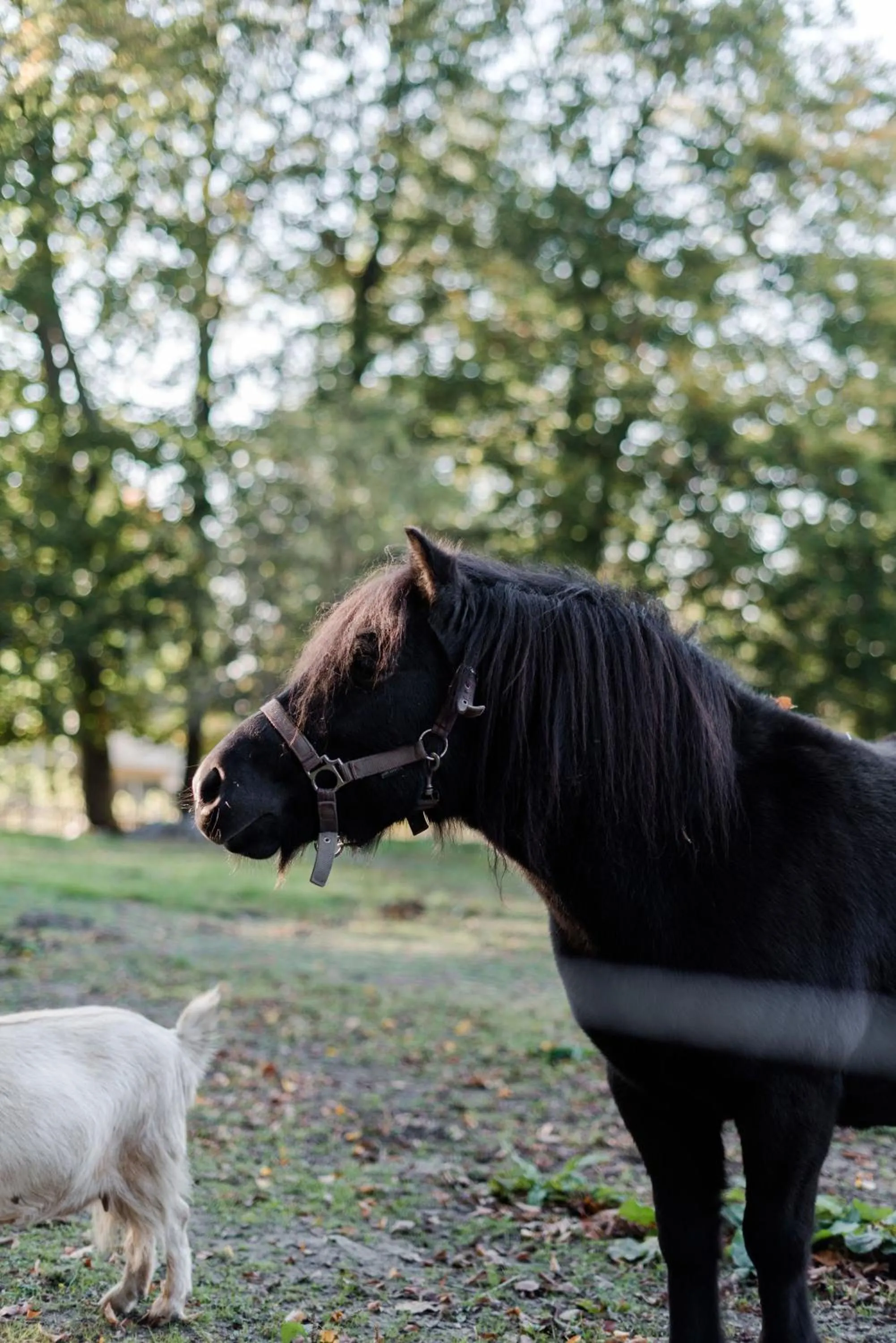 Pets in Sommers "Schöne Aussicht", Adults only