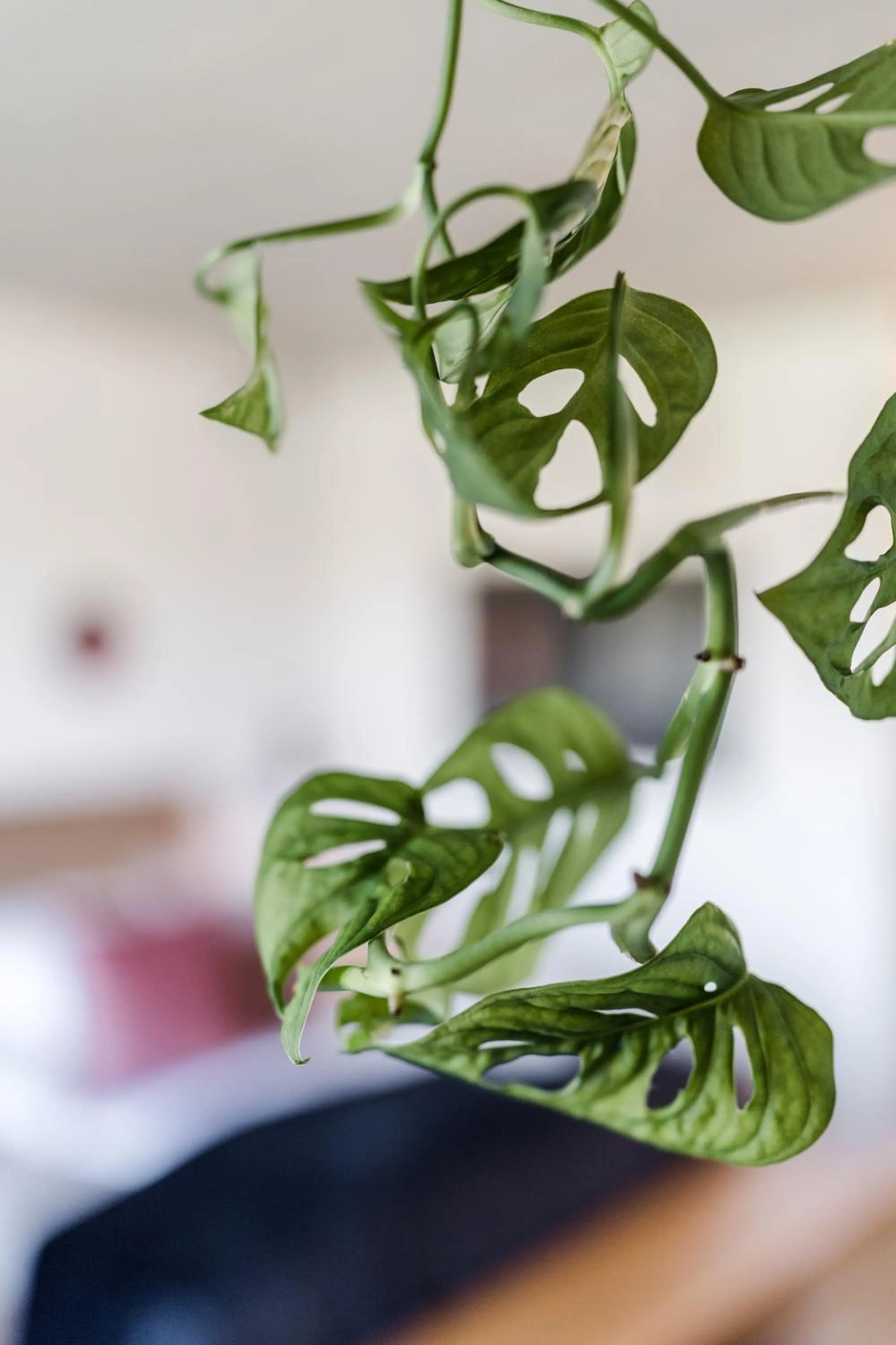 Bed in Sommers "Schöne Aussicht", Adults only