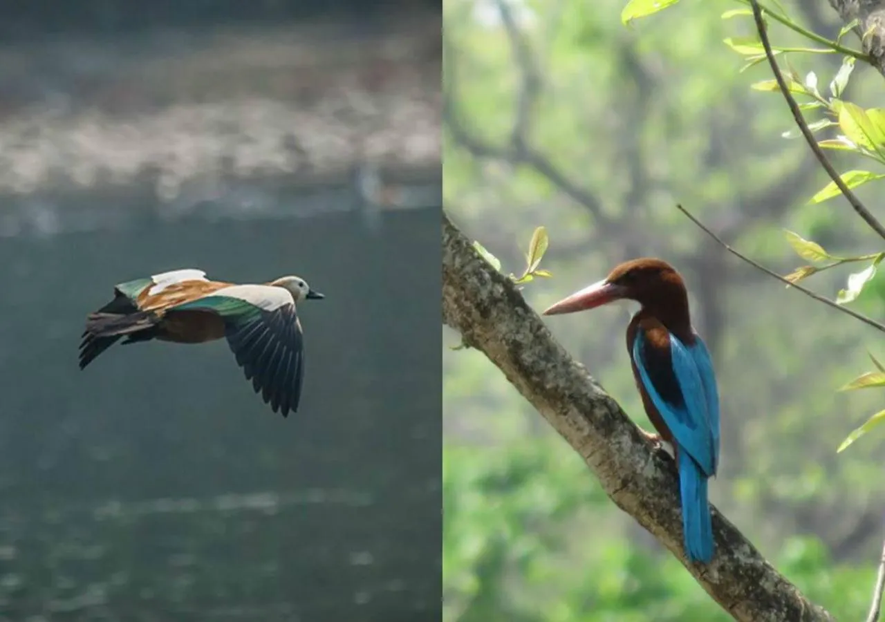Animals in Shanta Ghar A Rustic Guesthouse