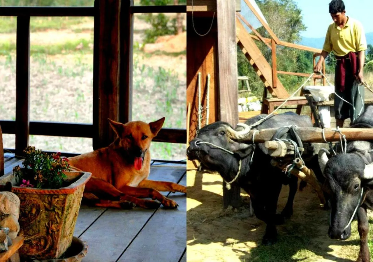 Food and drinks in Shanta Ghar A Rustic Guesthouse