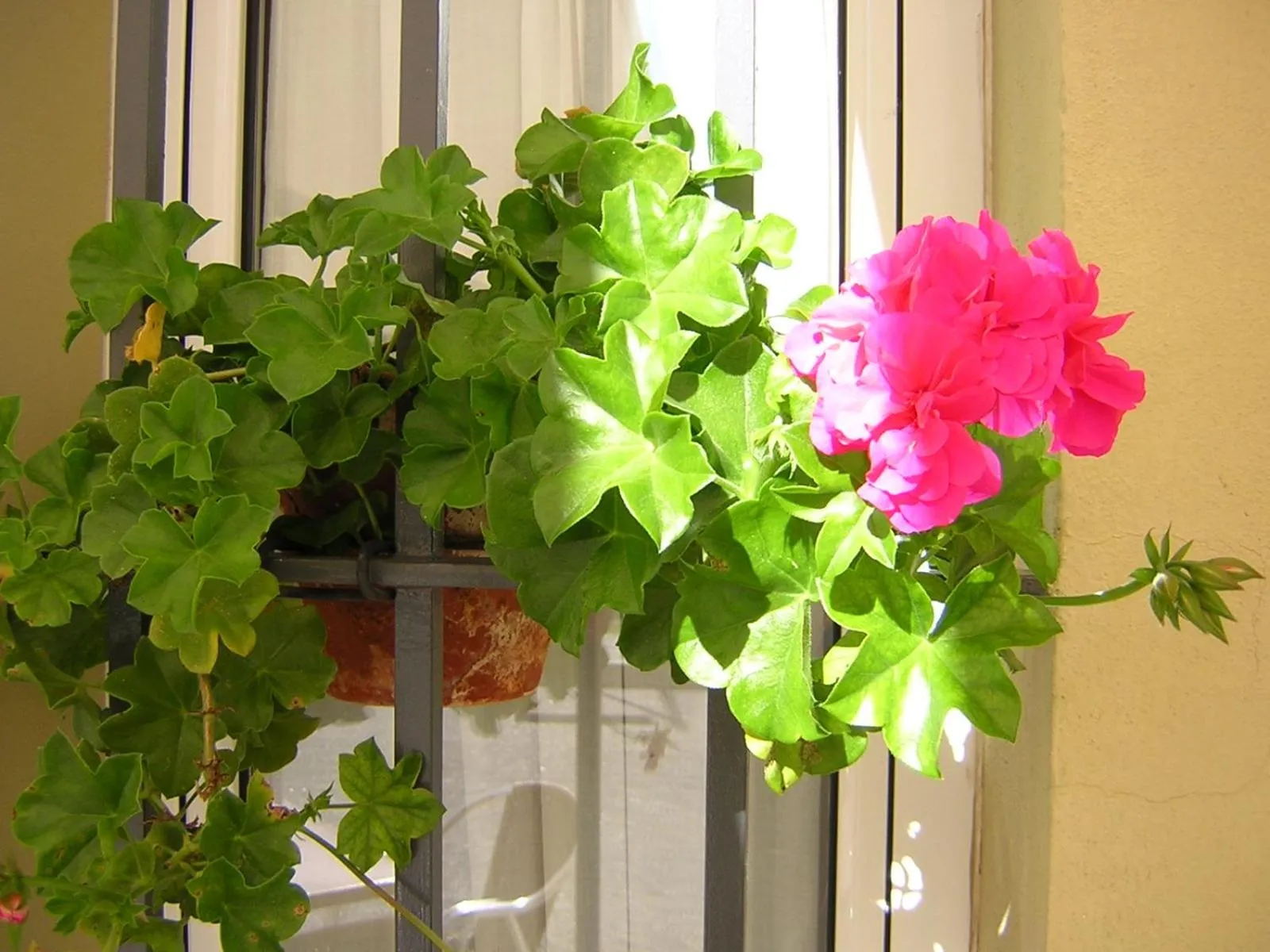 Garden in Hotel Lince