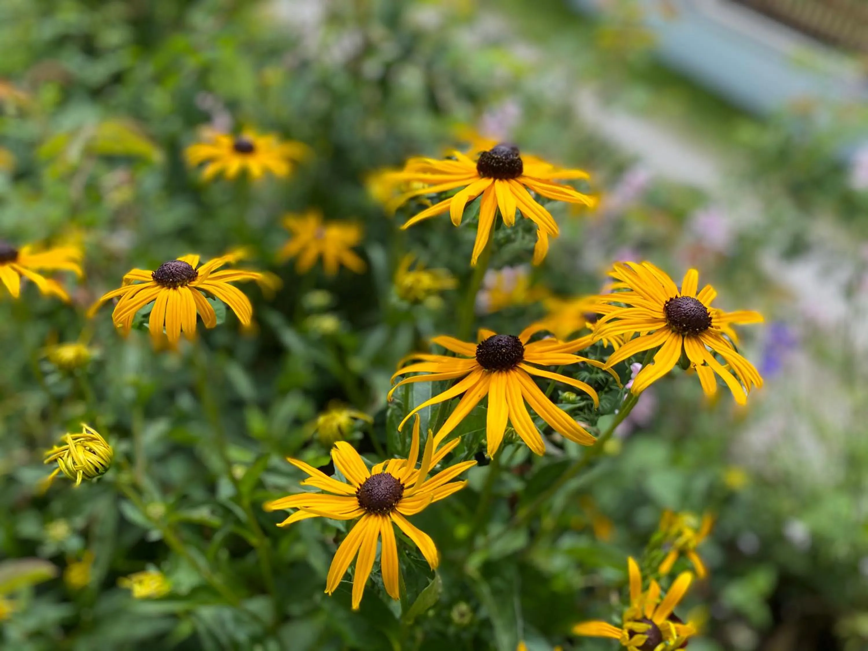 Garden in Hotel Friedemann