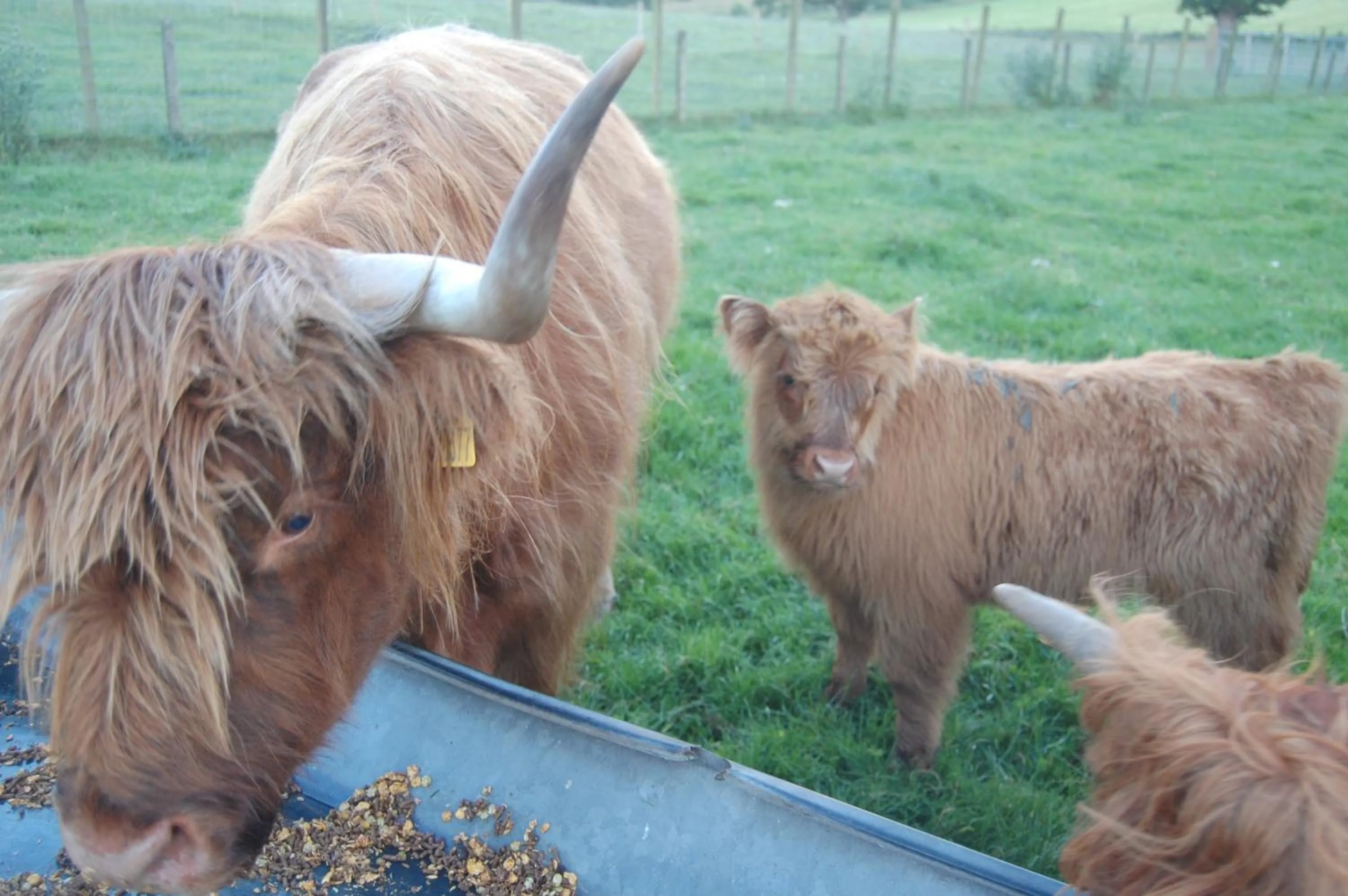Property building in Drumbuie Farm B&B