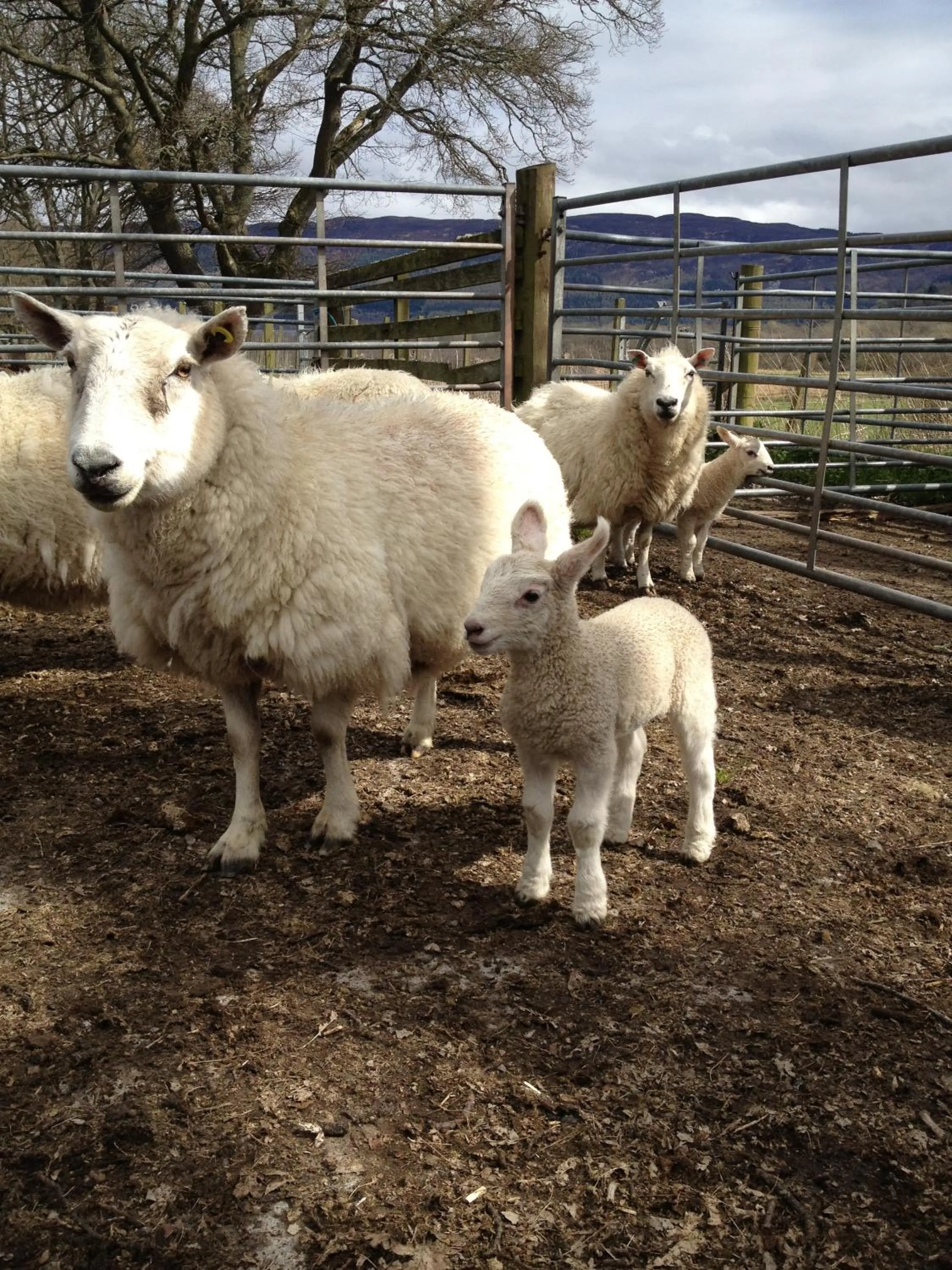 Property building in Drumbuie Farm B&B