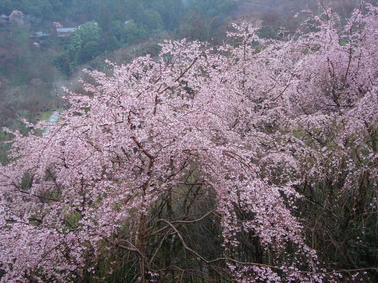 Spring in Hounkan