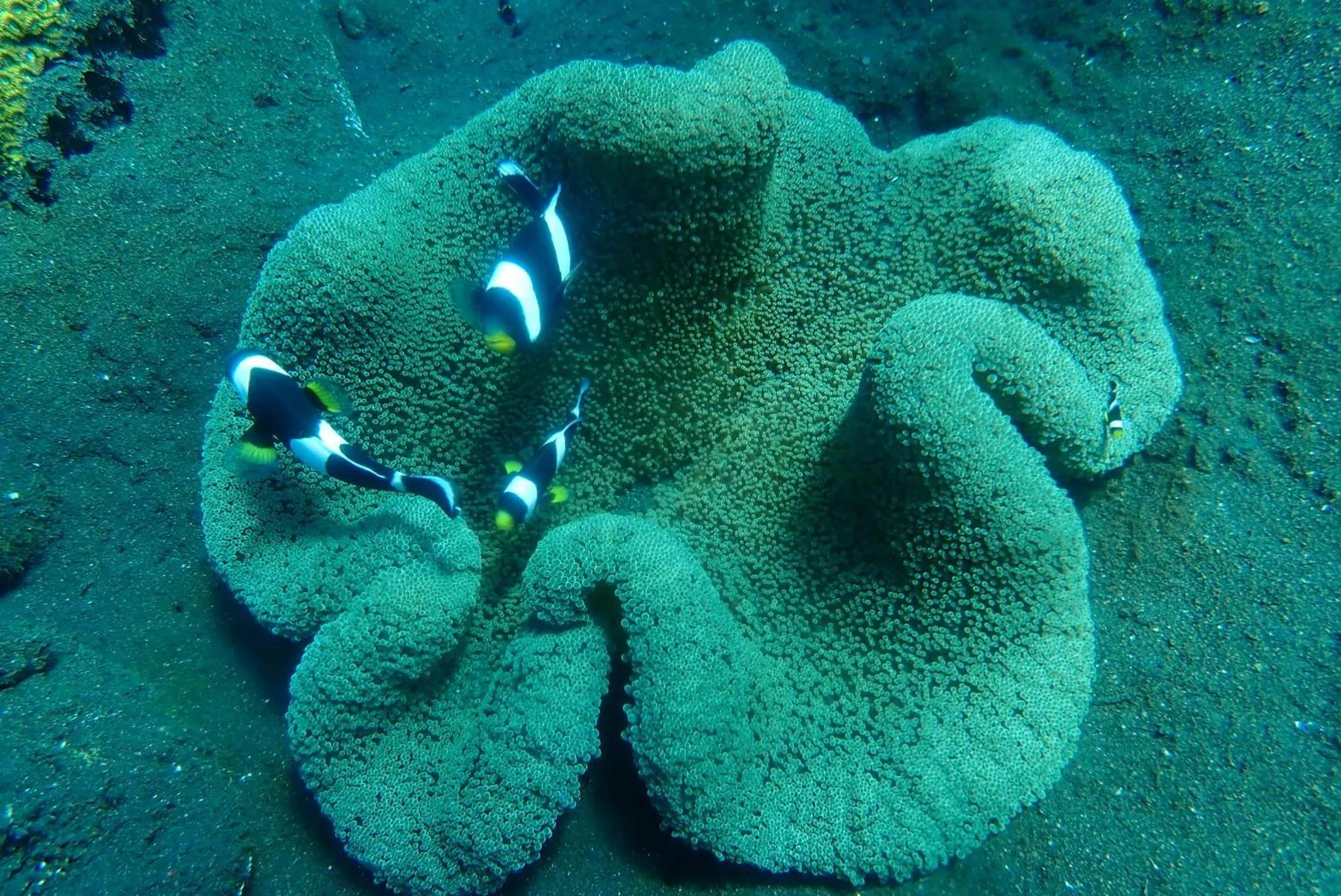 Diving in Nalini Resort