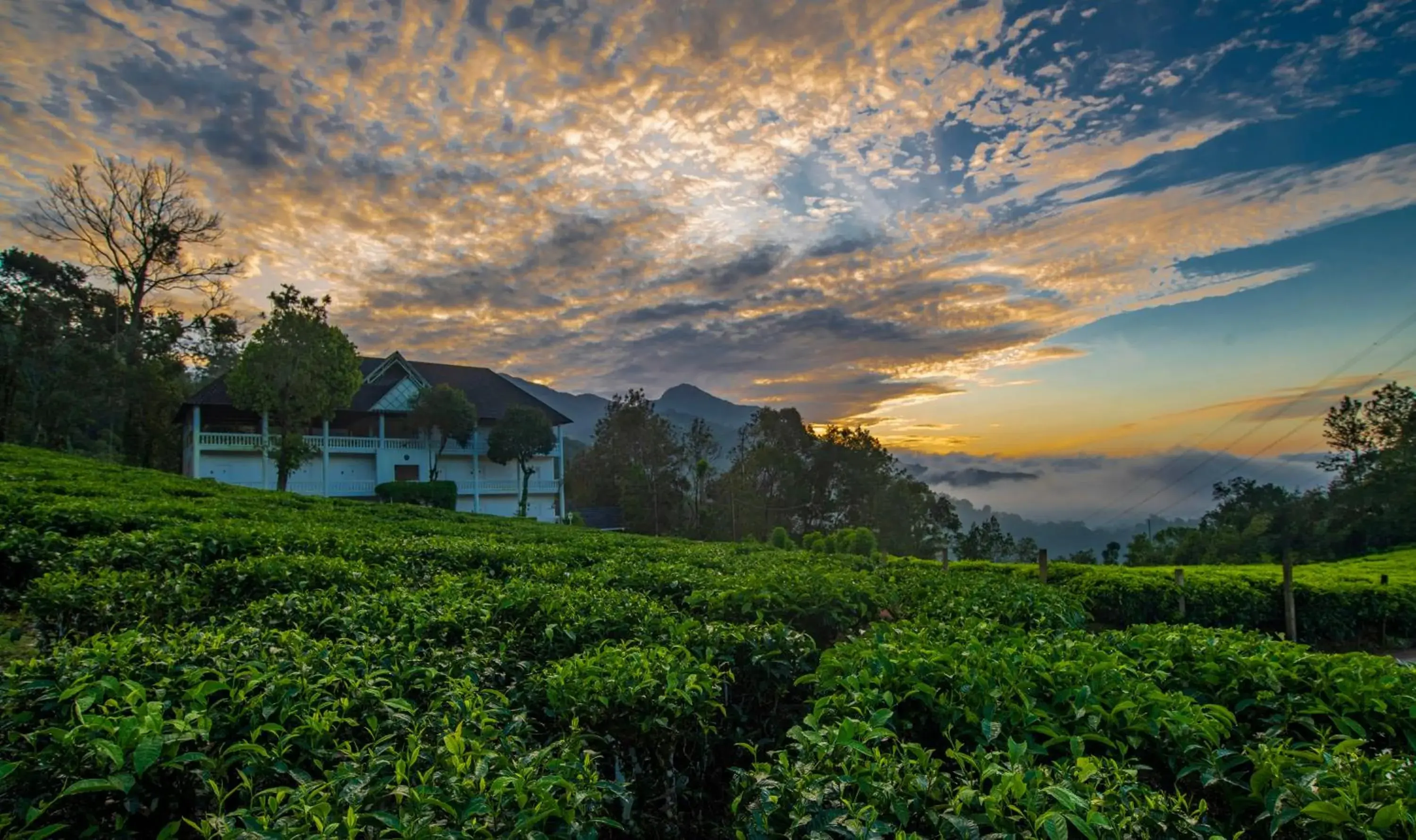 Property building in Tea Harvester Property building in Tea Harvester