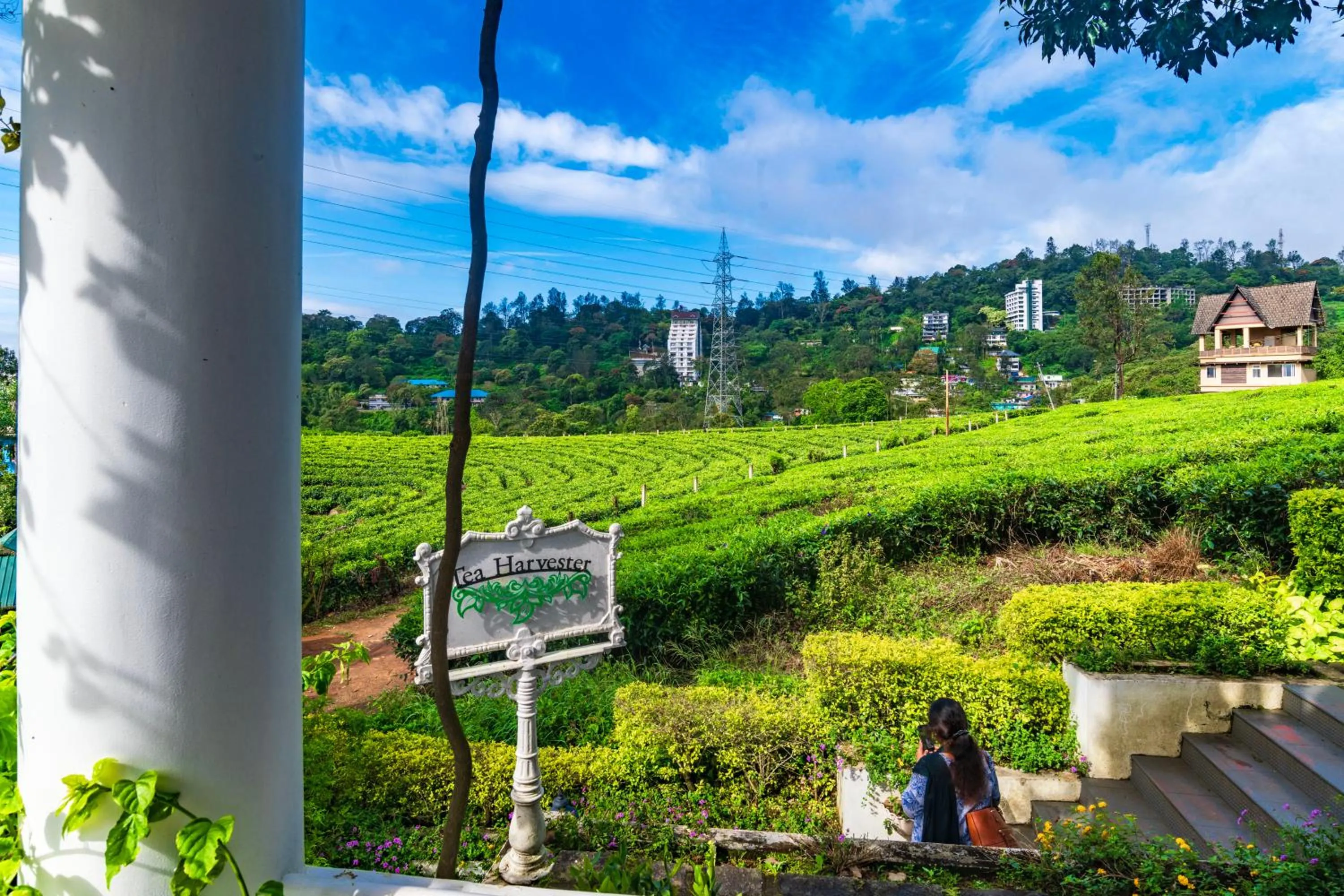 Day in Tea Harvester