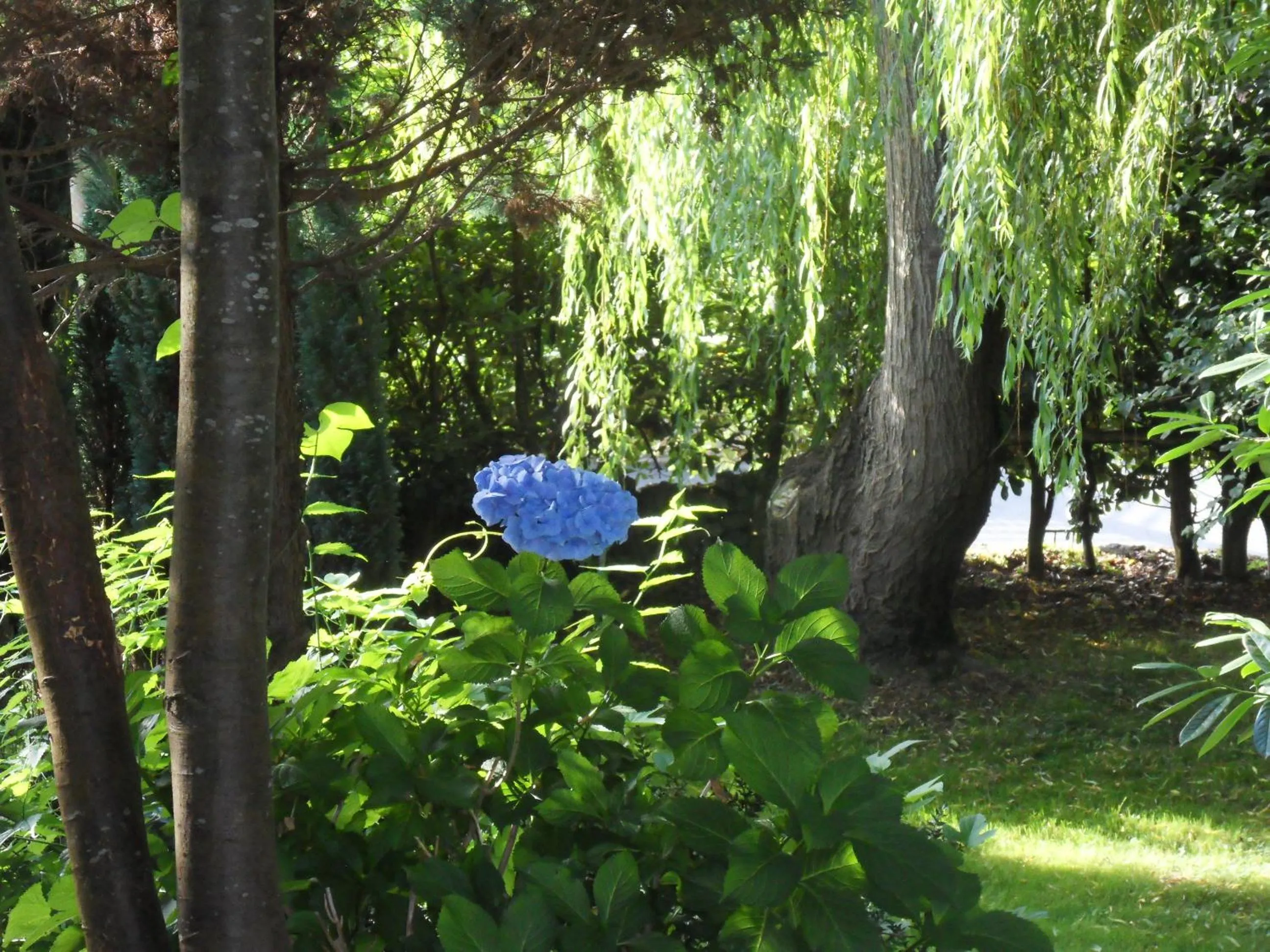 Garden in Hotel El Carmen